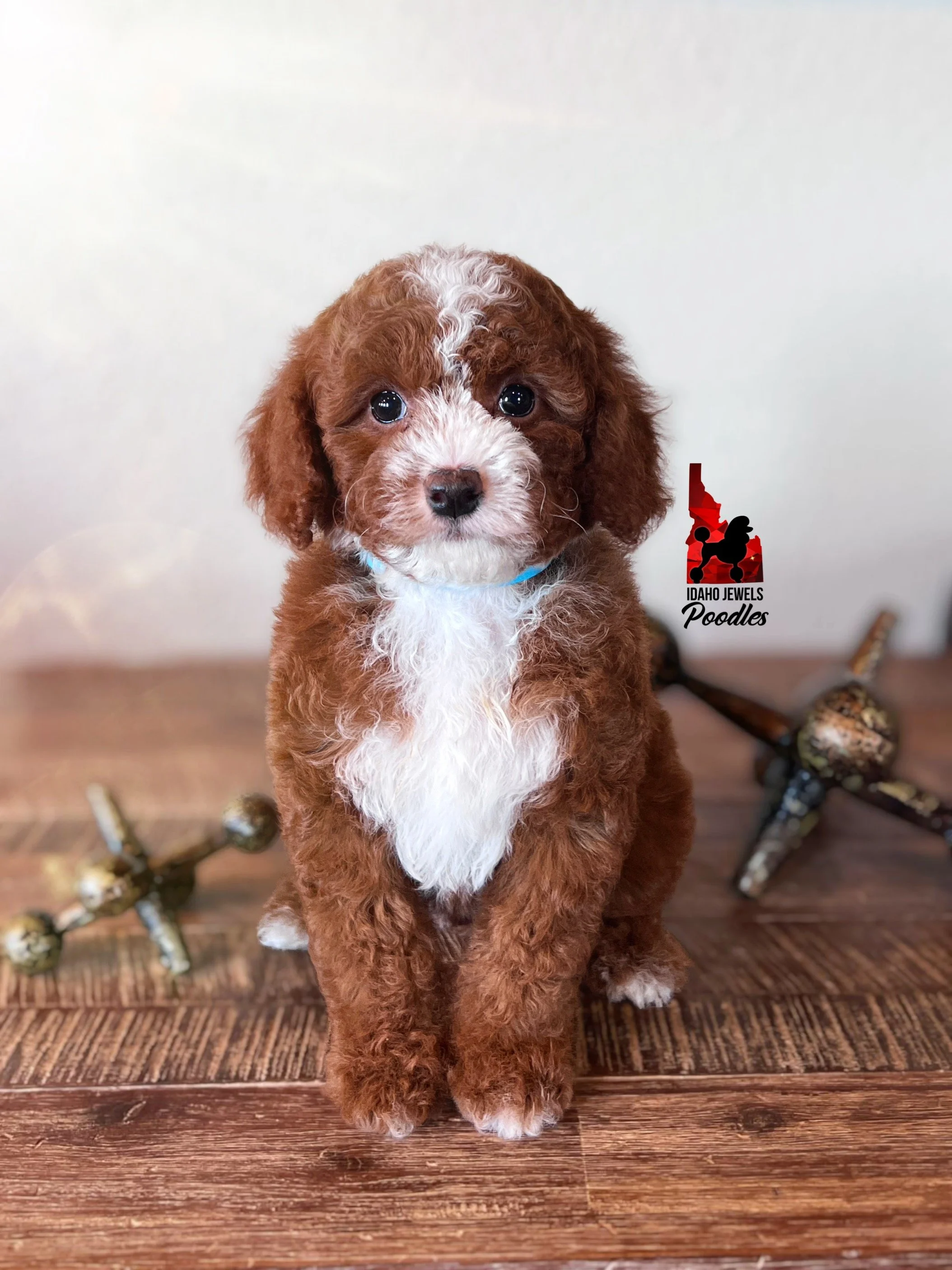 Buzz, Red w/ White Small Moyen Poodle Boy~ Pet