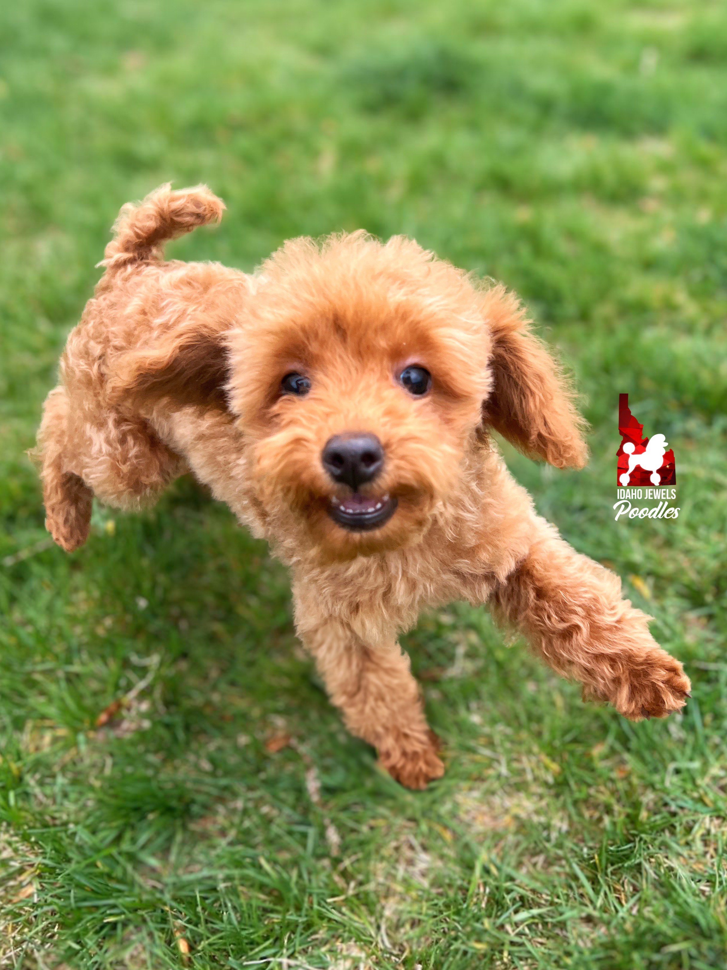 Teddy - 16 wks (3).jpeg