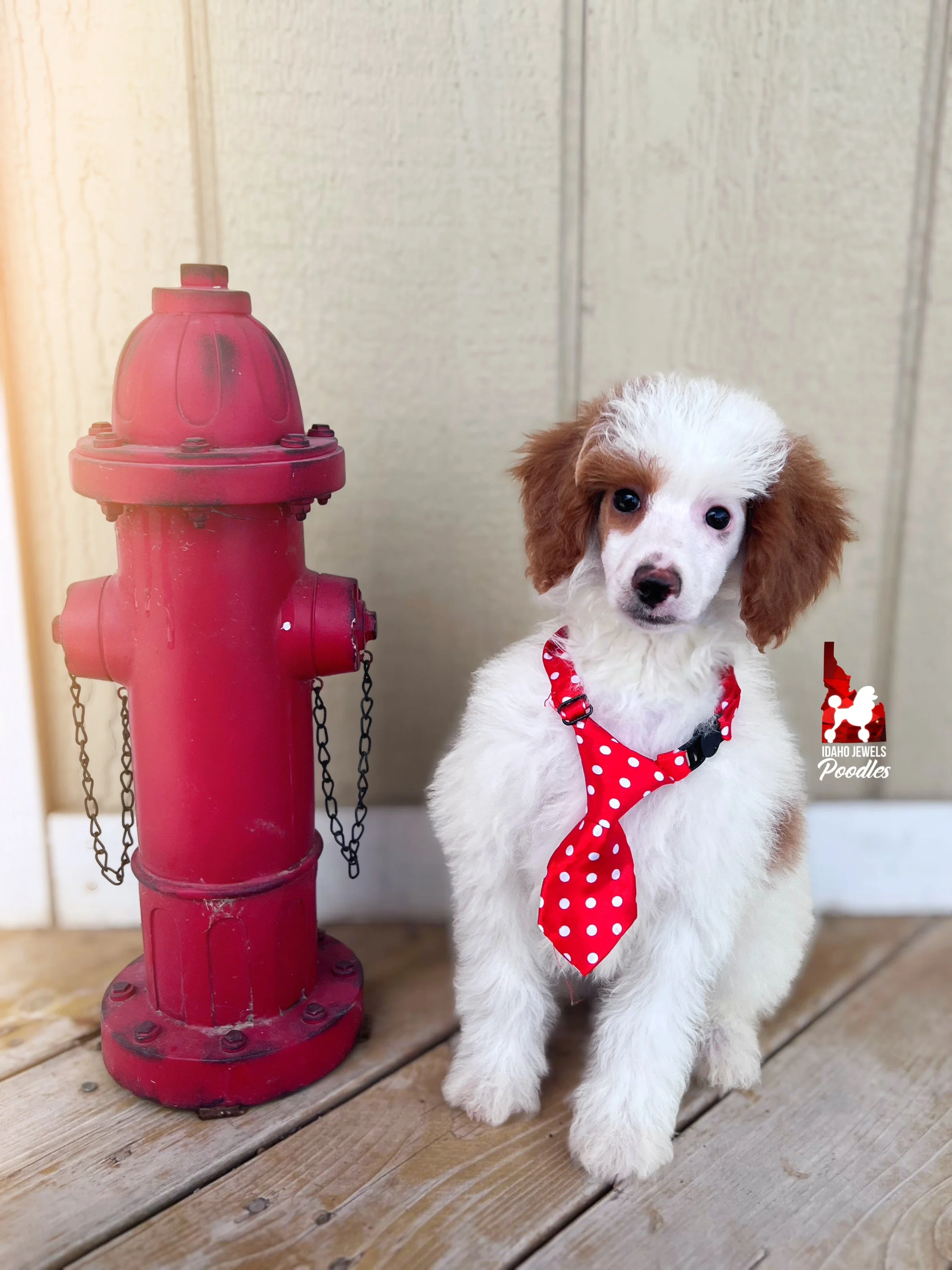 Mushu, Red Parti Mini Poodle Boy~ Pet