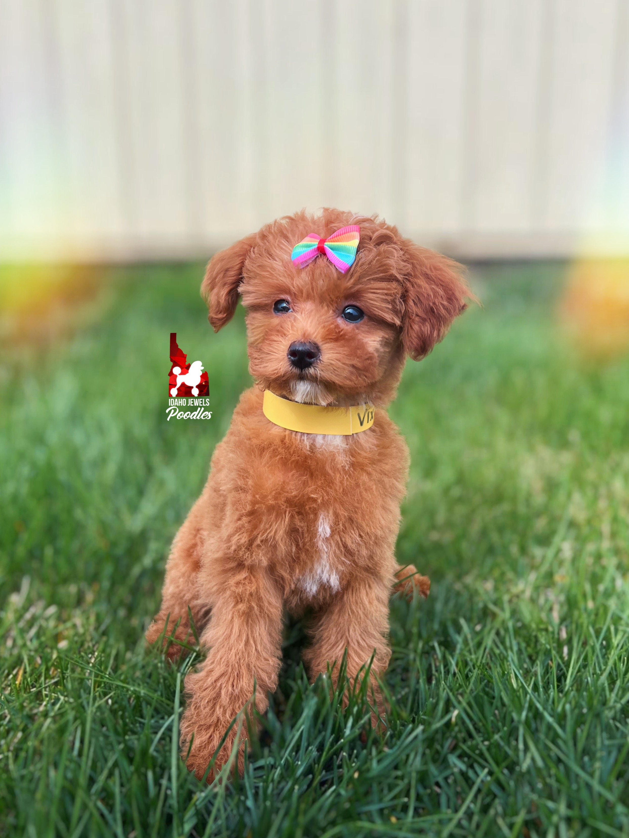 Vixen, Red w/ White (Hidden Phantom & Clear) Toy Poodle Girl~ Breeder 💎 On Hold