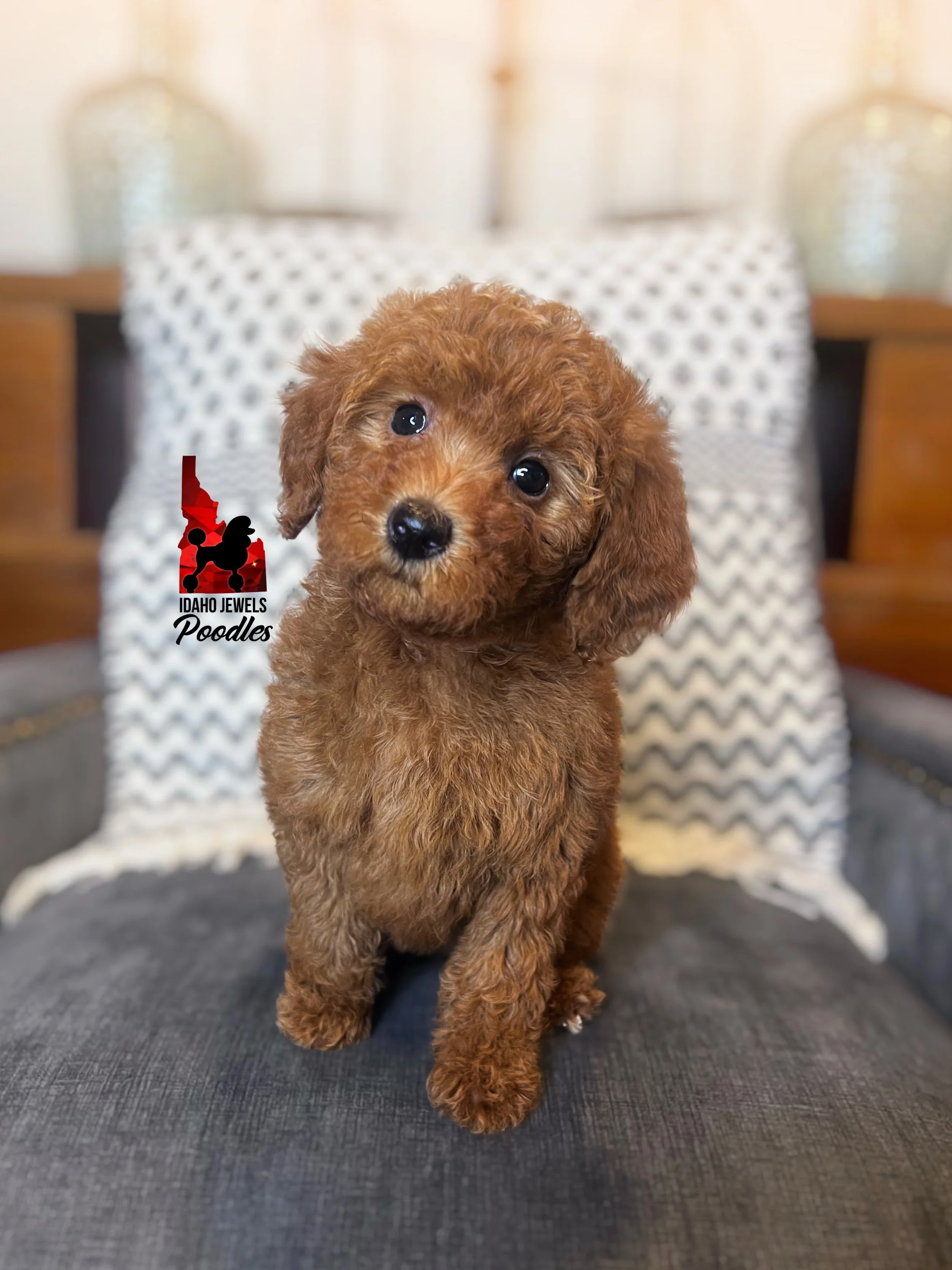 Minnie, Red Mini Poodle Girl~ Pet