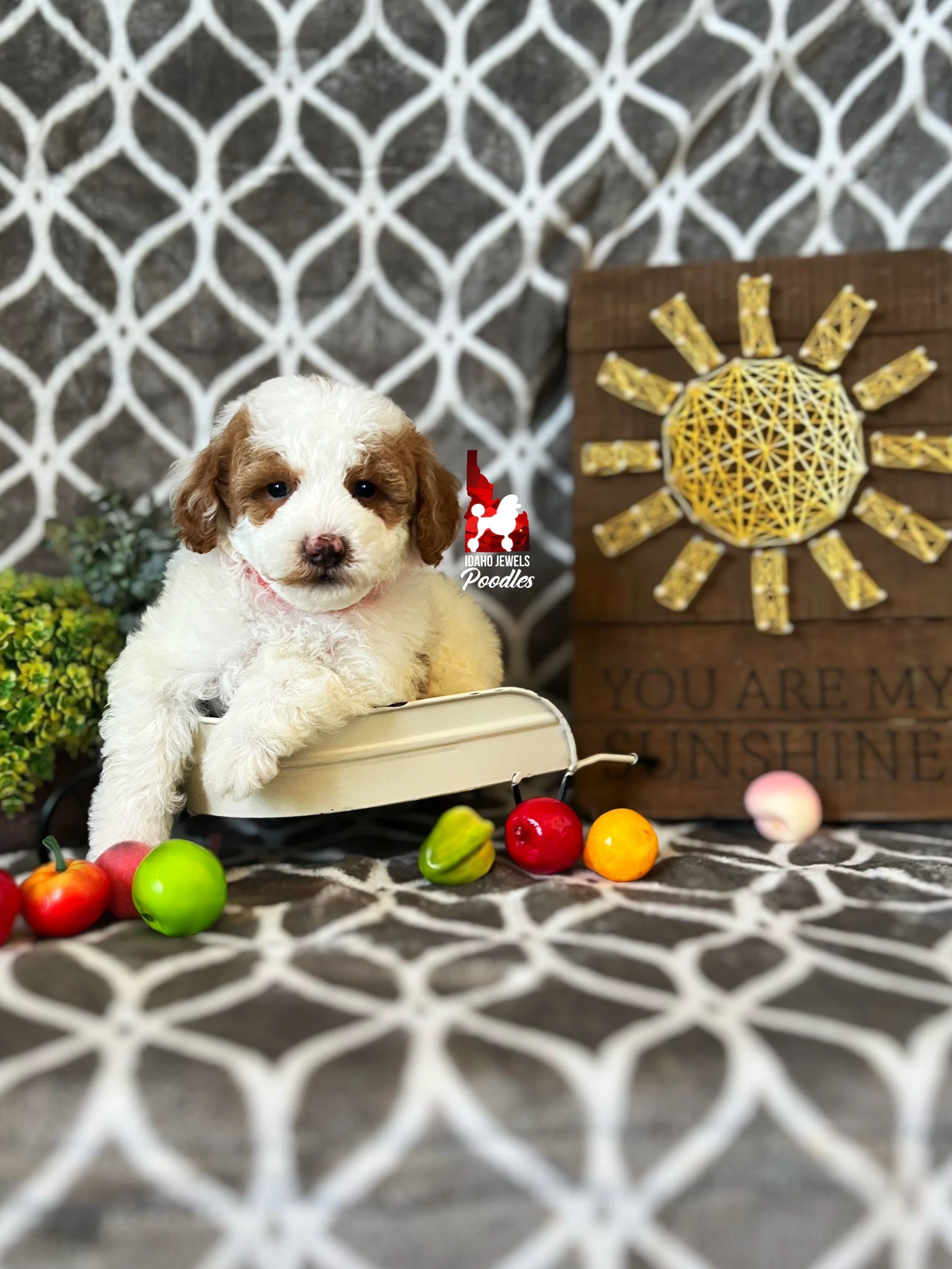Tyson - 6 wks (3).jpeg