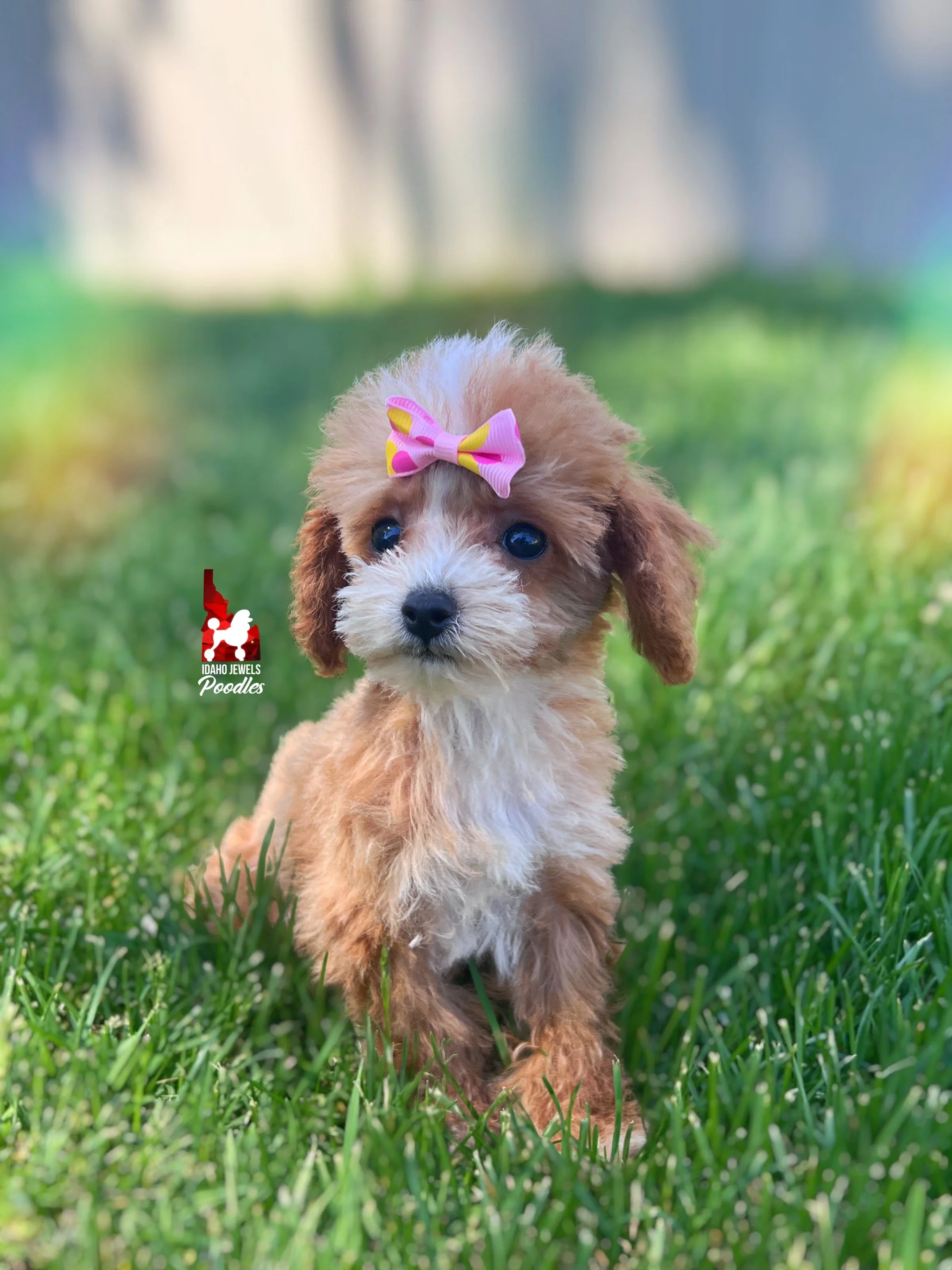 Peach - 12 wks-2.jpg