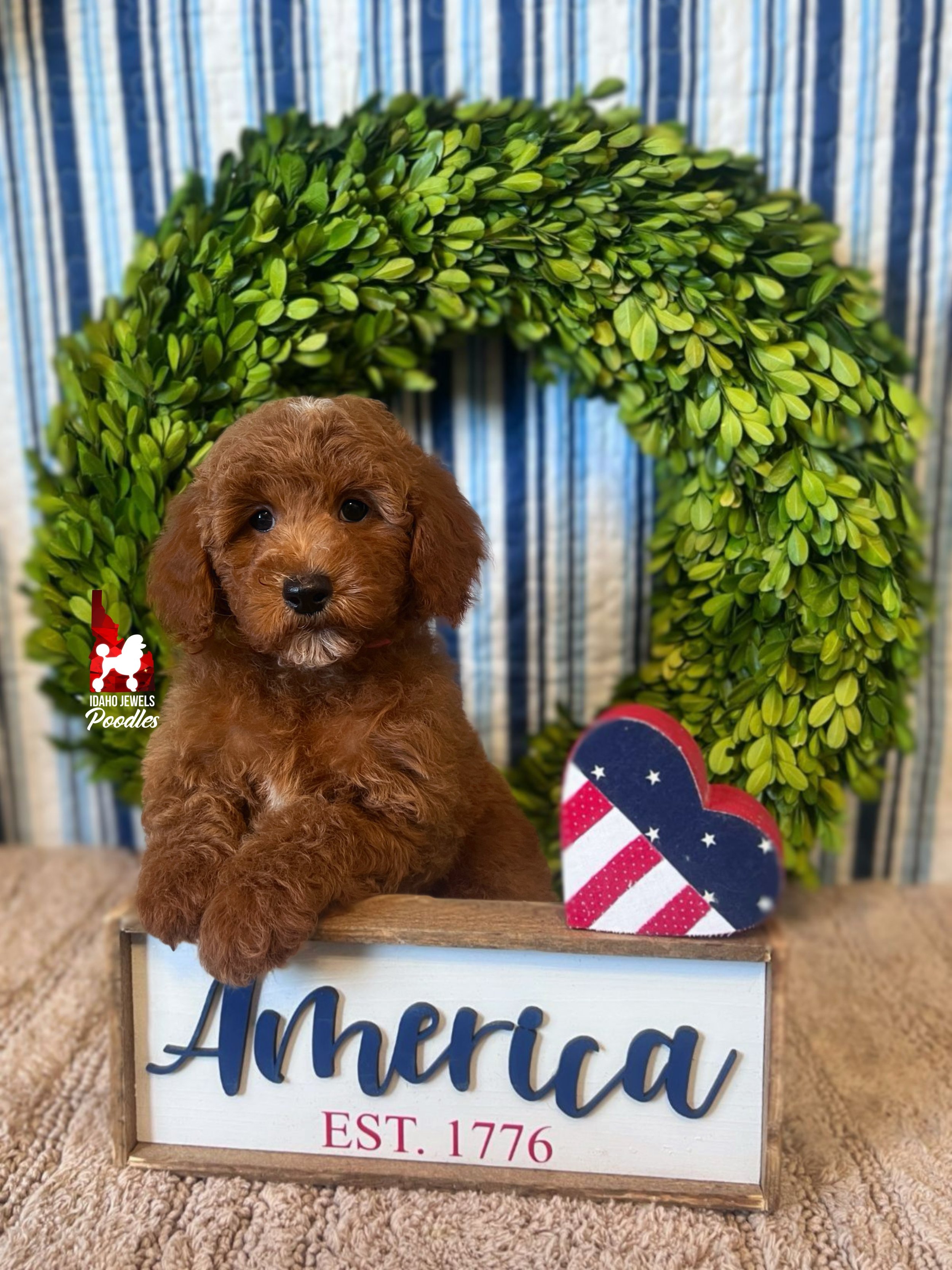 Audrey, Red Mini Poodle Girl~ Pet