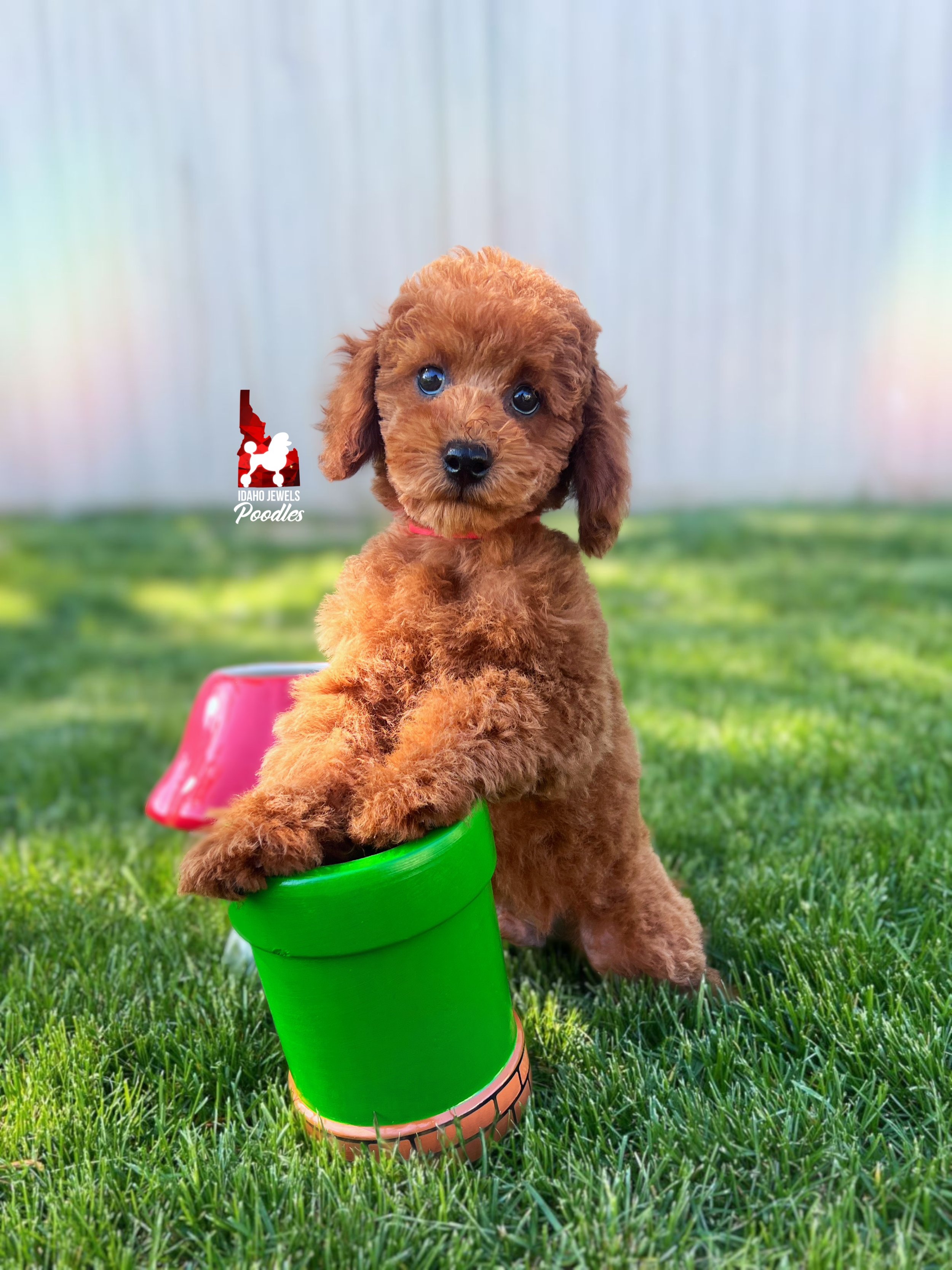 Mario - 12 wks-2.jpg
