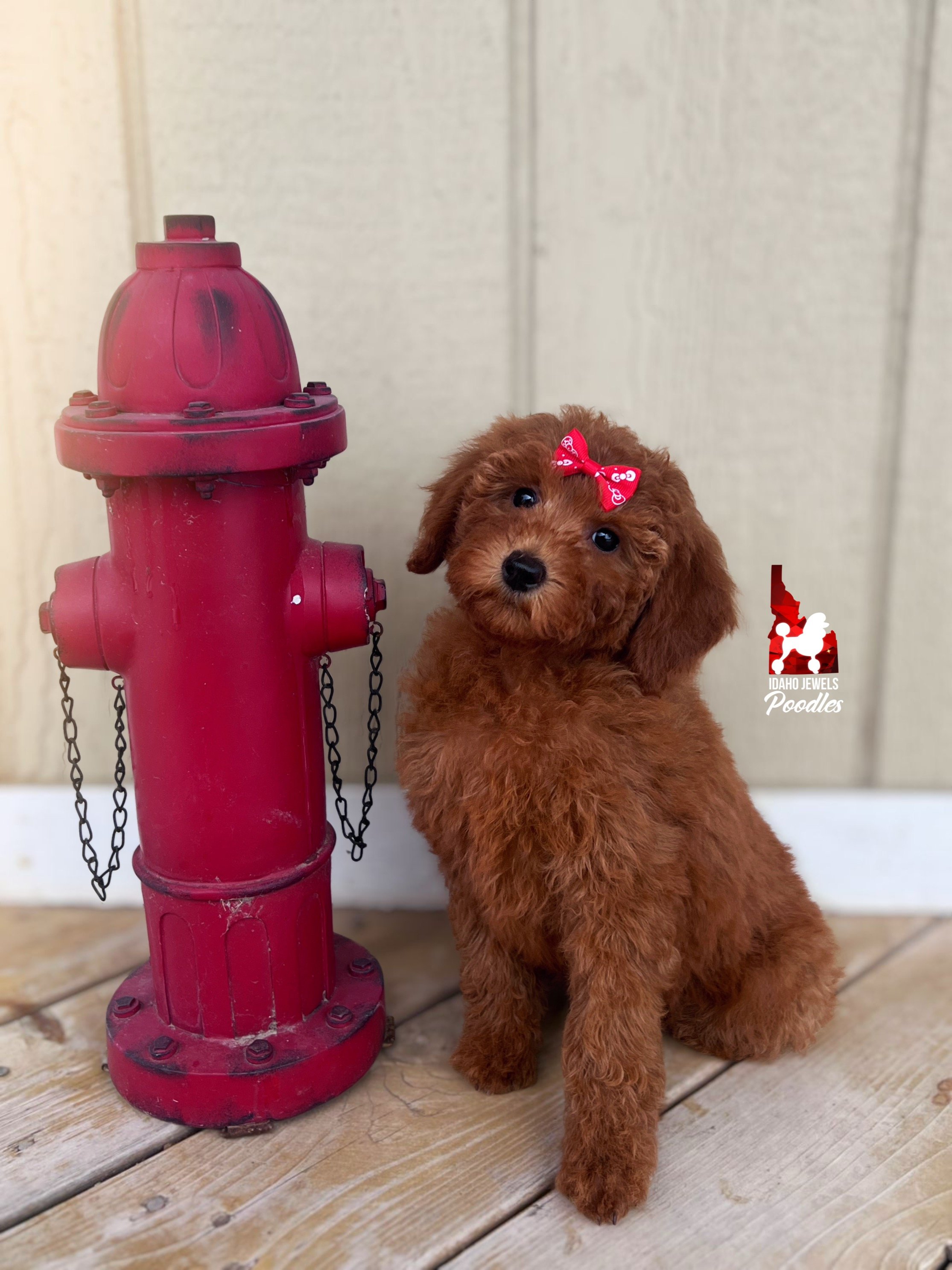 Minnie, Red Mini Poodle Girl~ Pet