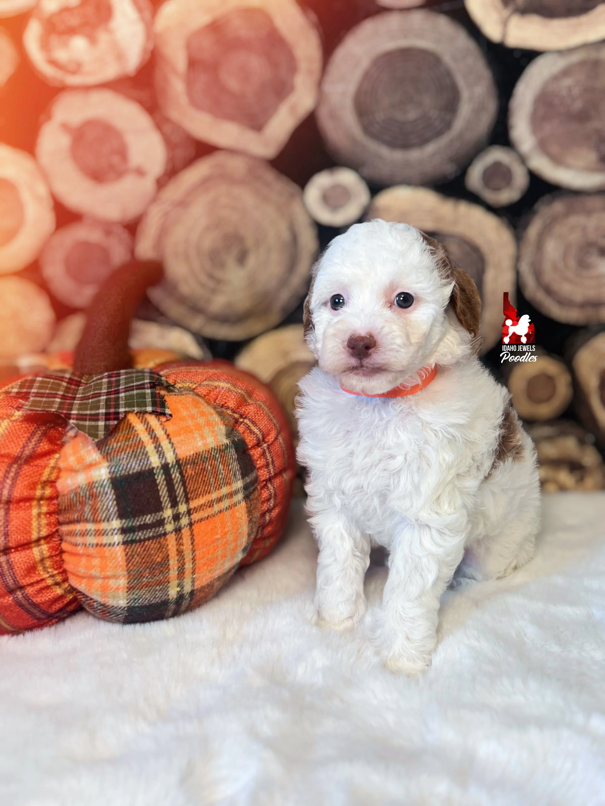 Nutmeg - 6 wks-1.jpg