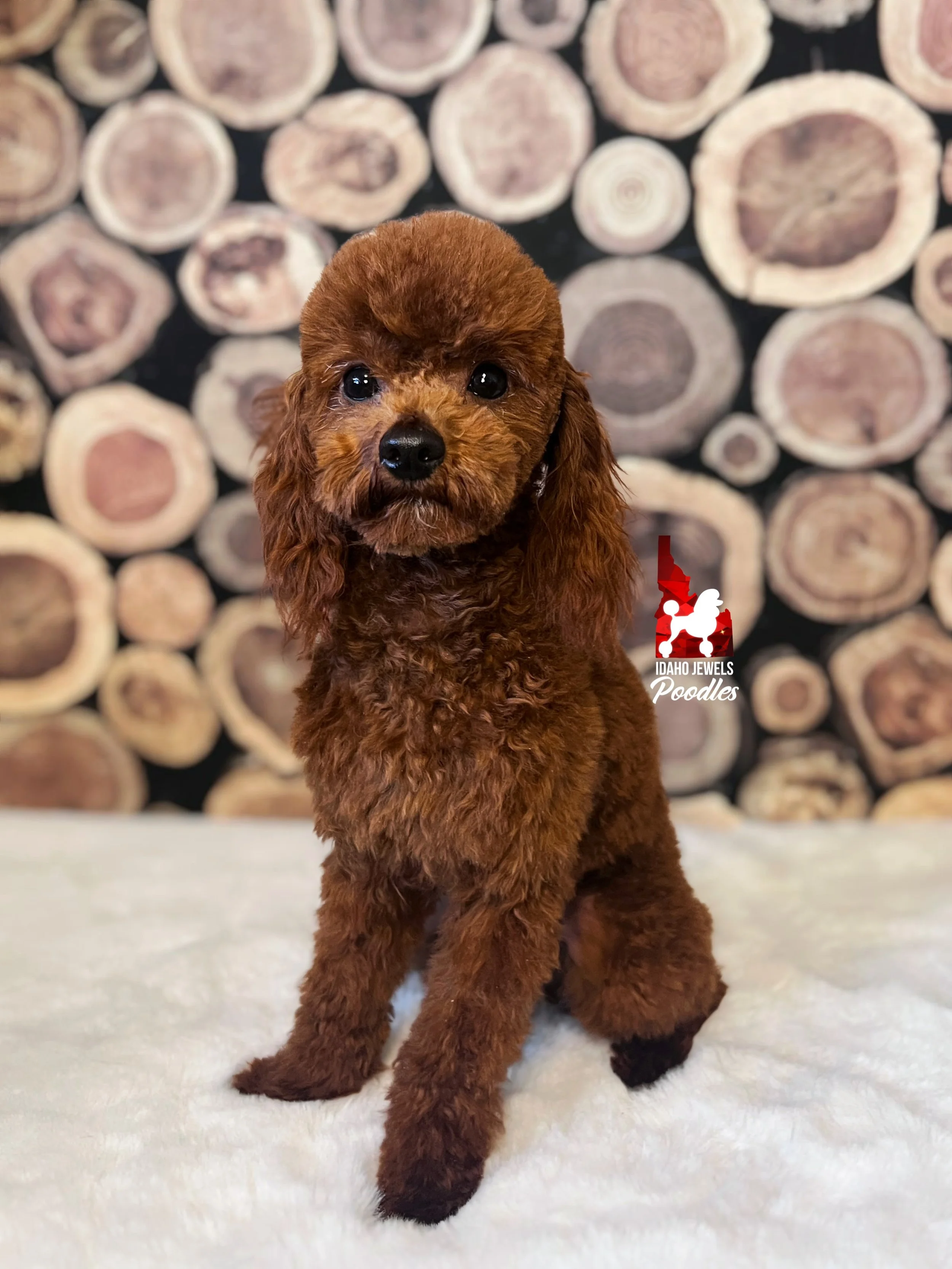 Chili Bean - fluffy face-3.jpg