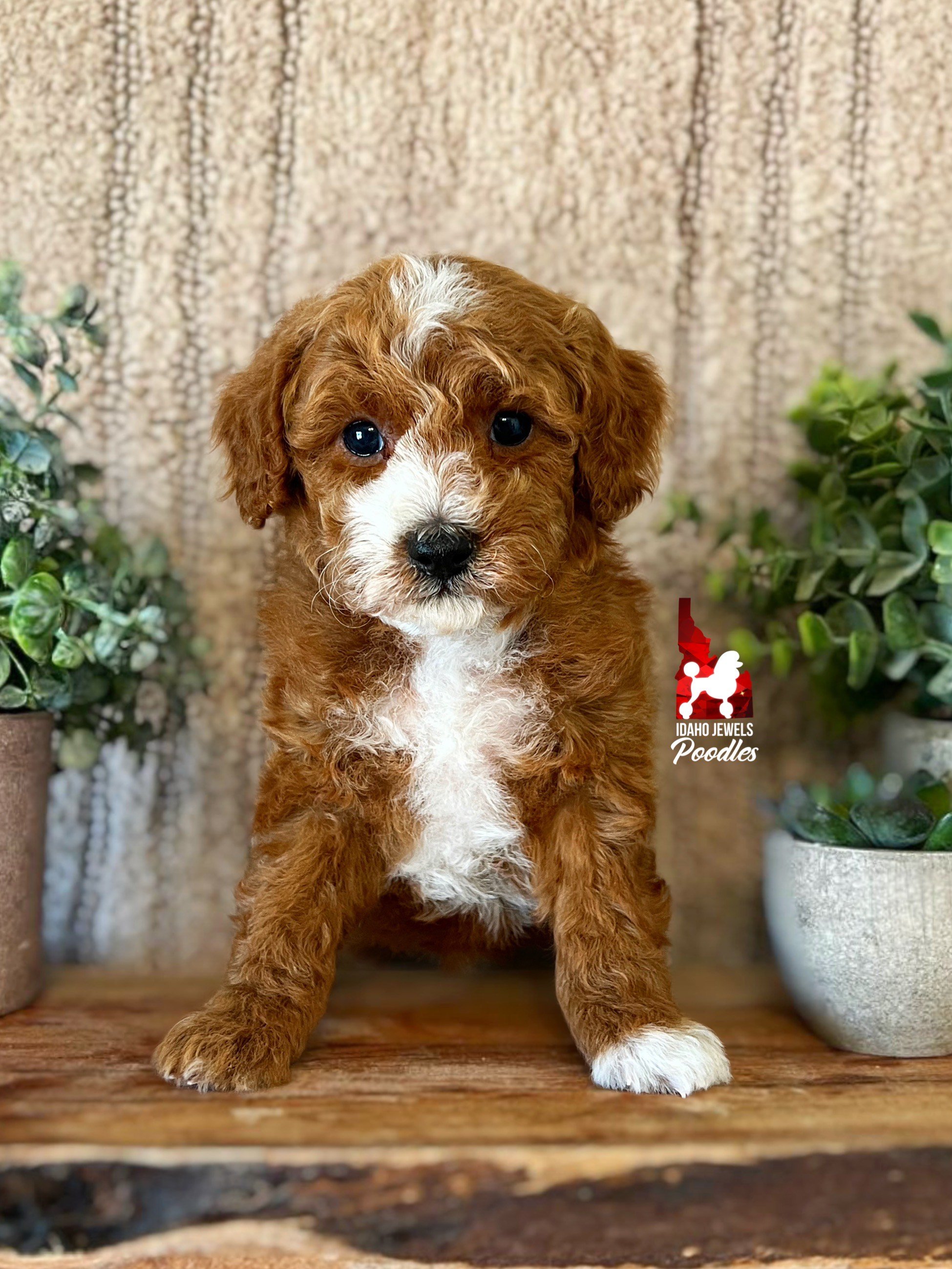 Groot - 6 wks.jpeg