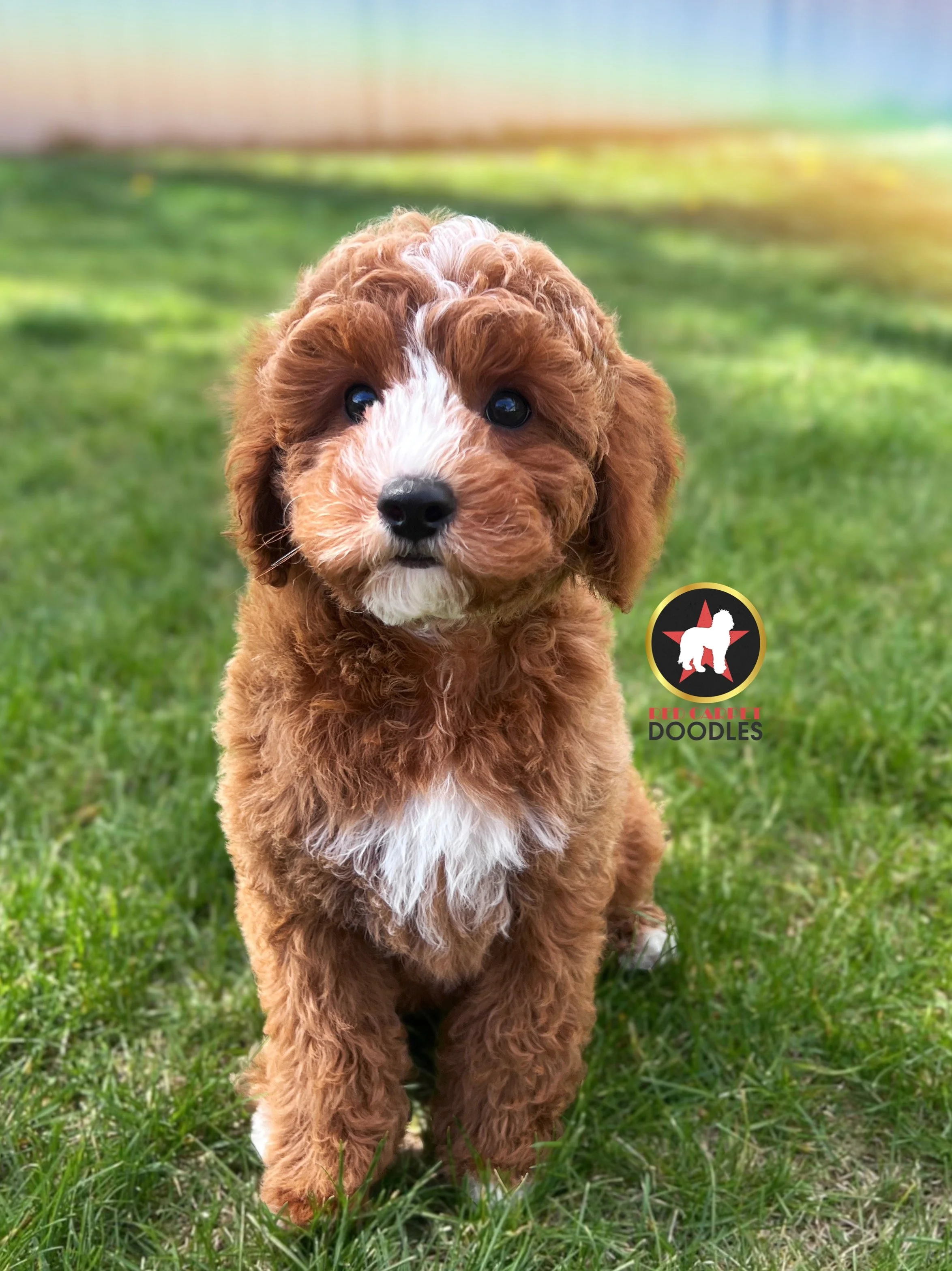 Flint - 10 wks-2.jpg