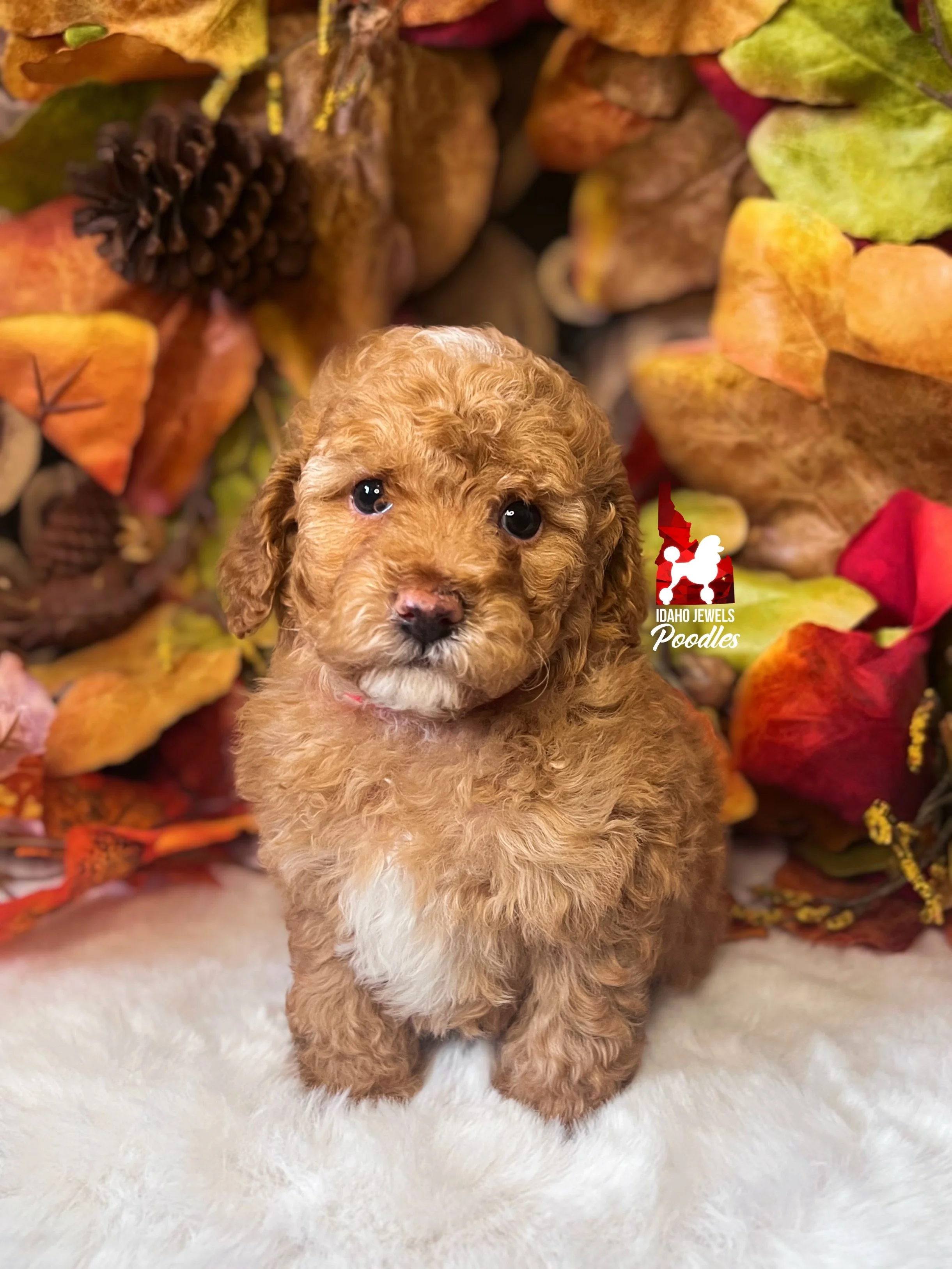 Reese - 6 wks.jpg