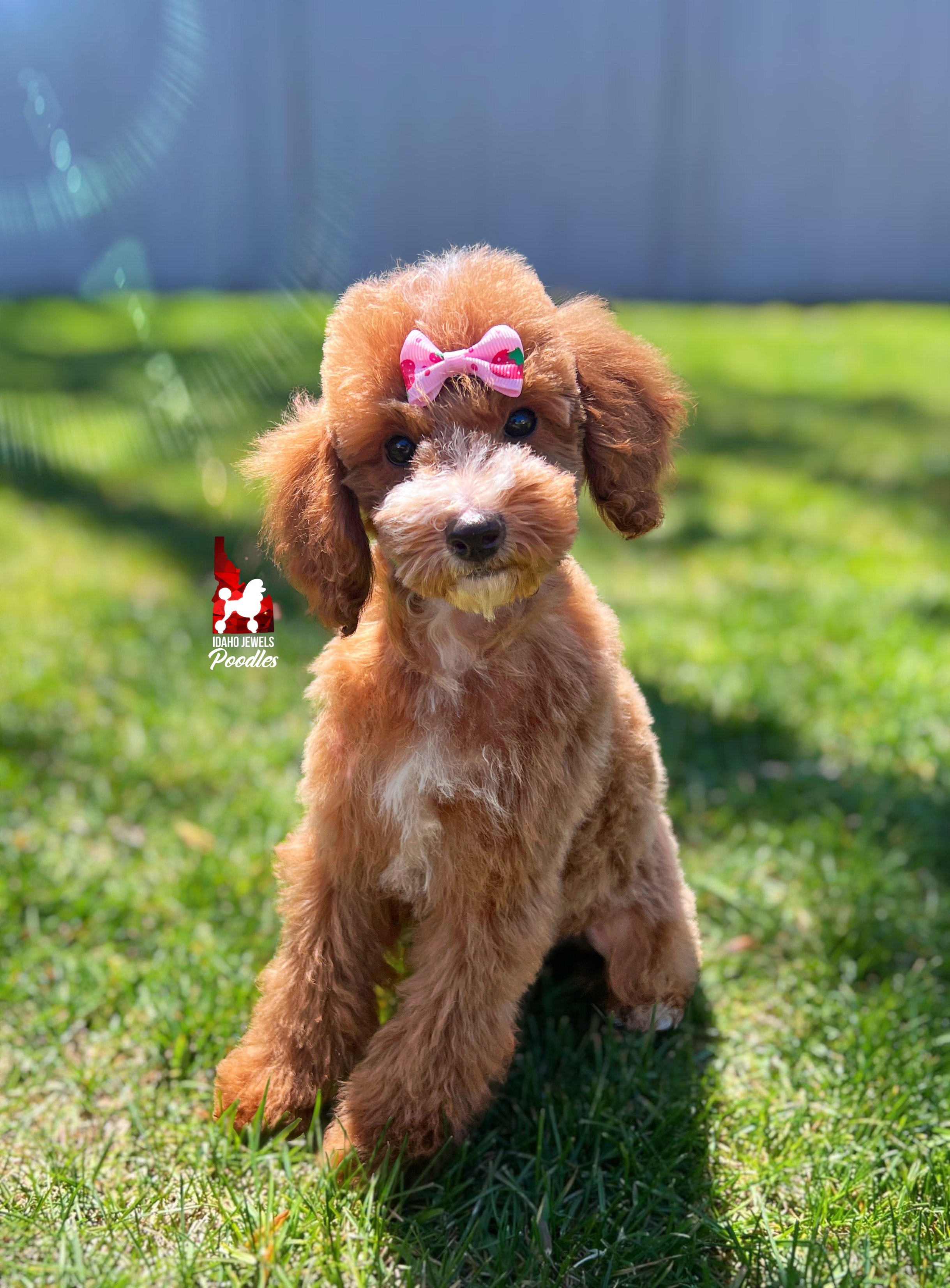 Florence, Red w/ White Mini Poodle Girl ~ Pet