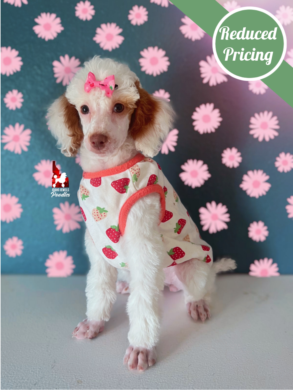 Luna, Red Parti Mini Poodle Girl ~ Pet