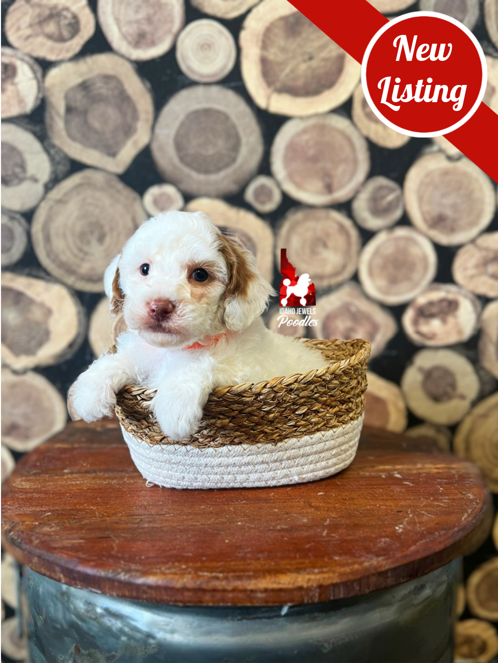 Luna, Red Parti Mini Poodle Girl ~ Pet