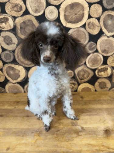 Nico 28 wk head tilt.gif