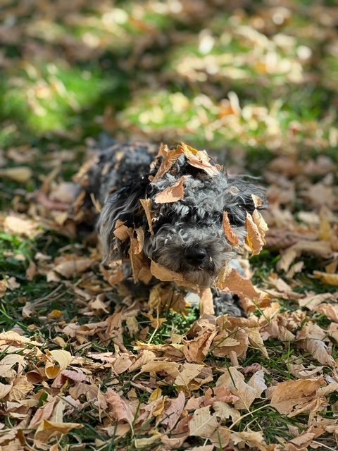 Bella Durango Charming nka Cooper owned by Wendy (2).jpeg