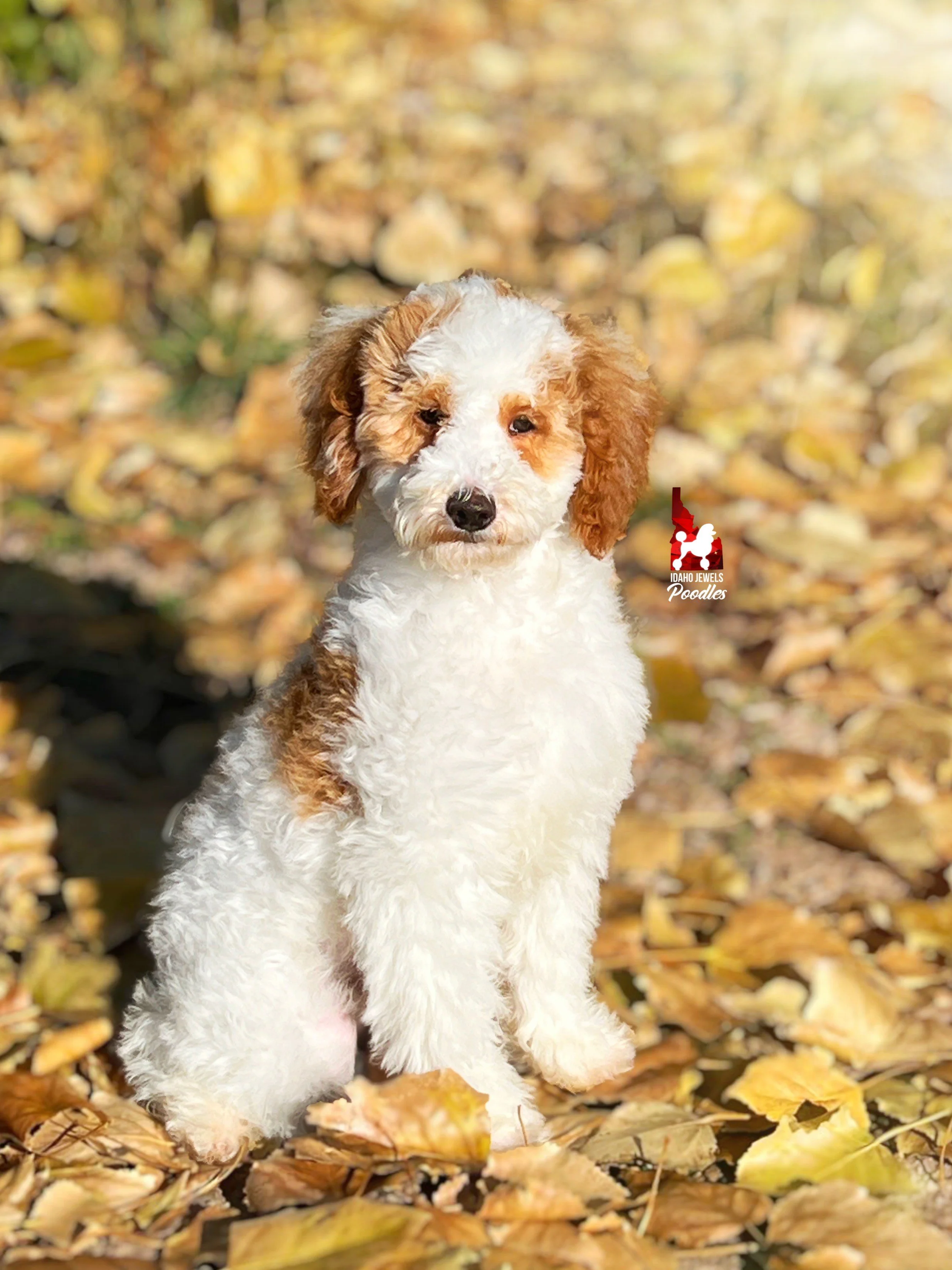 Teddy - 19 wks (7).jpeg