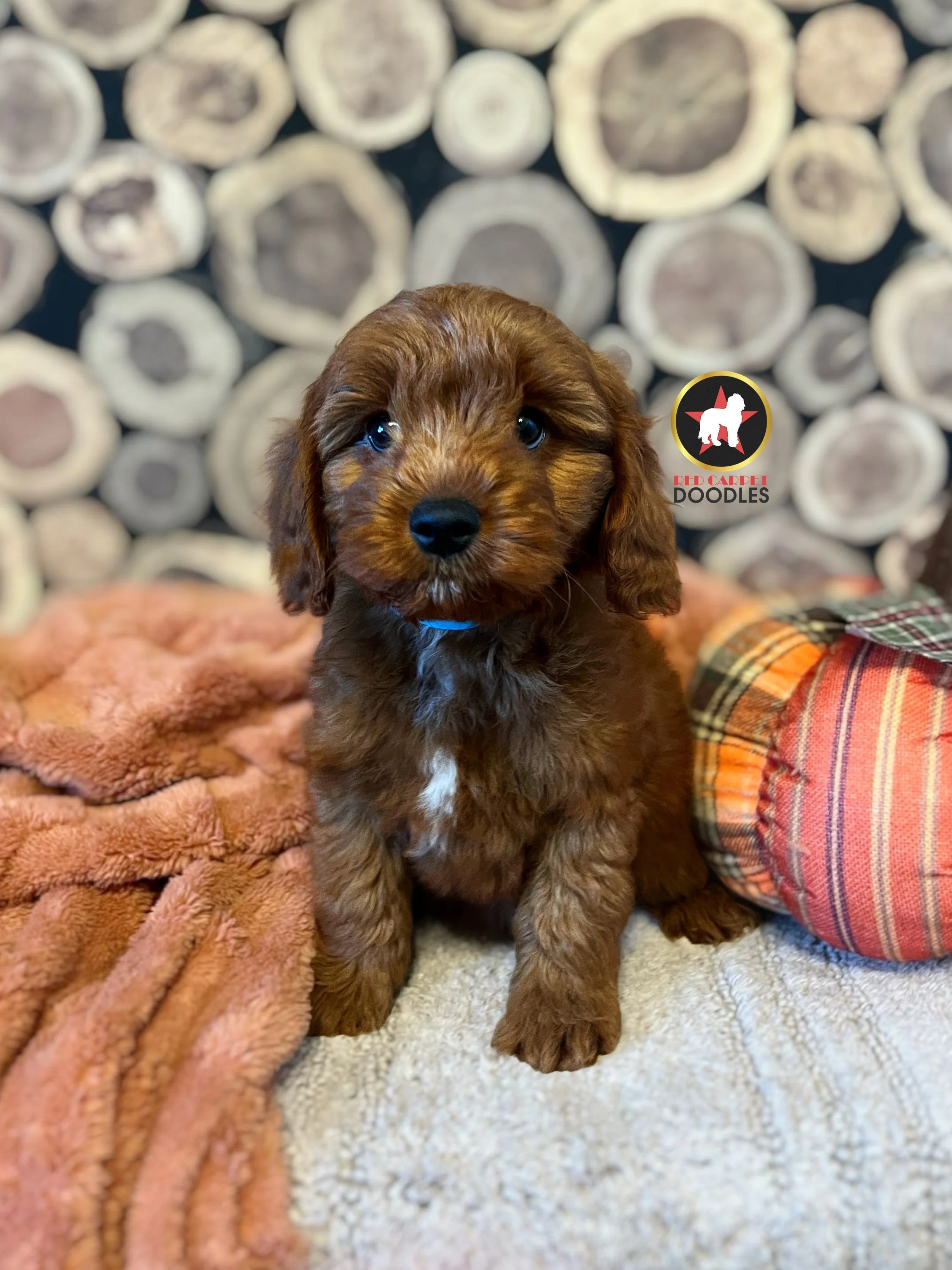 Rolo, Red F1 Cavapoo Boy *CKC