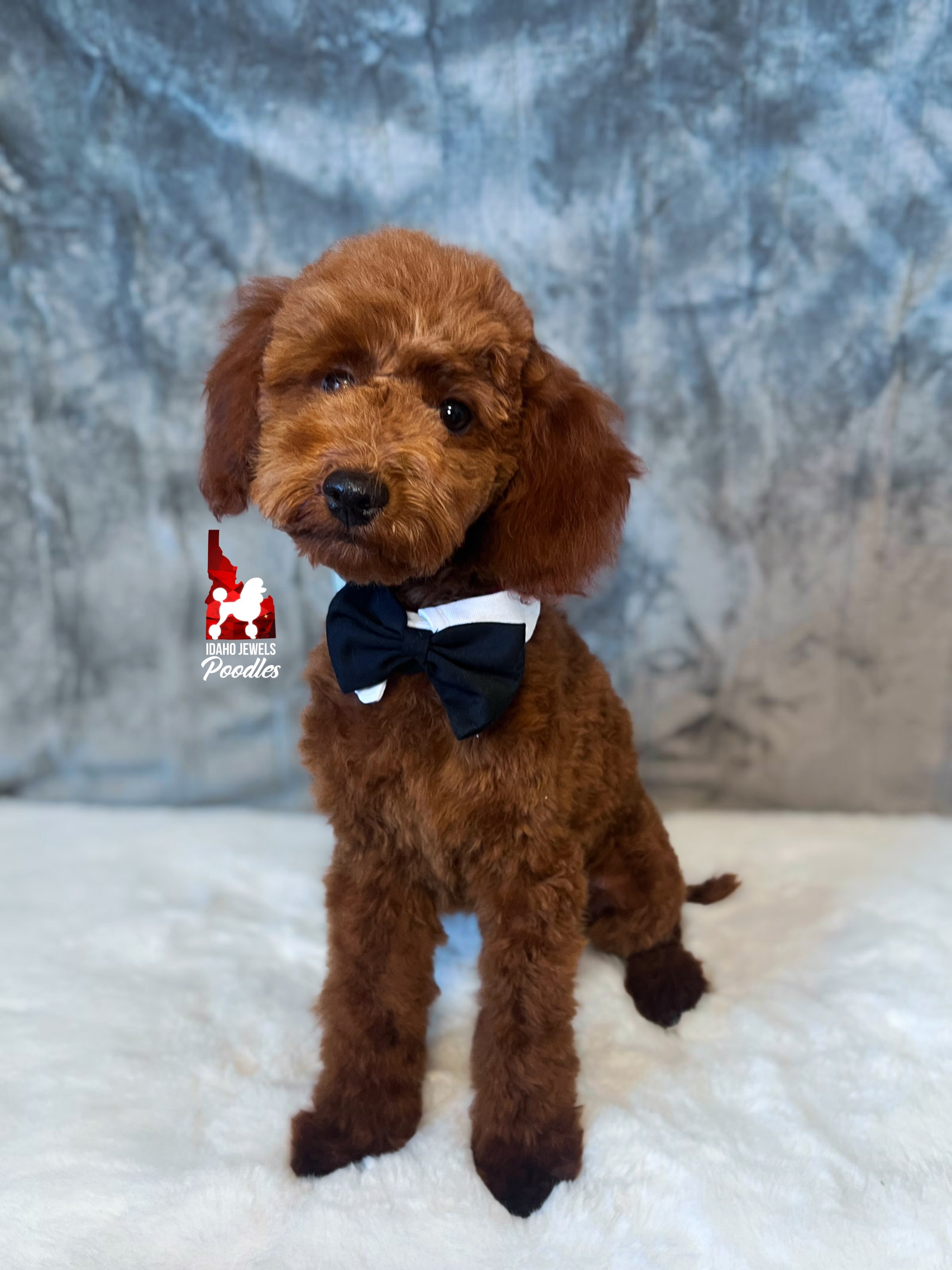 Toffee - 20 wks-3.jpg