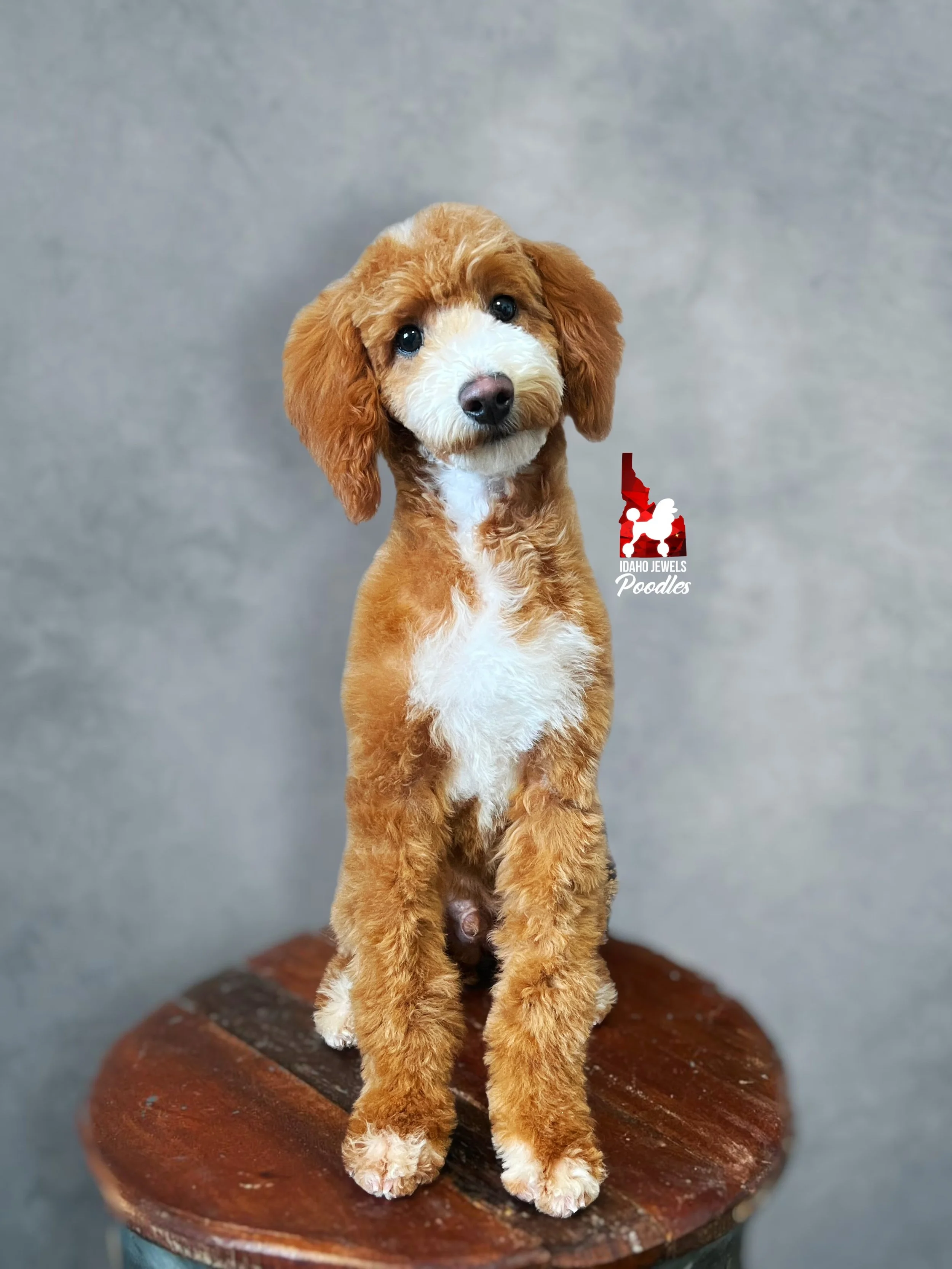 Ranger - 20 wks-1.jpg