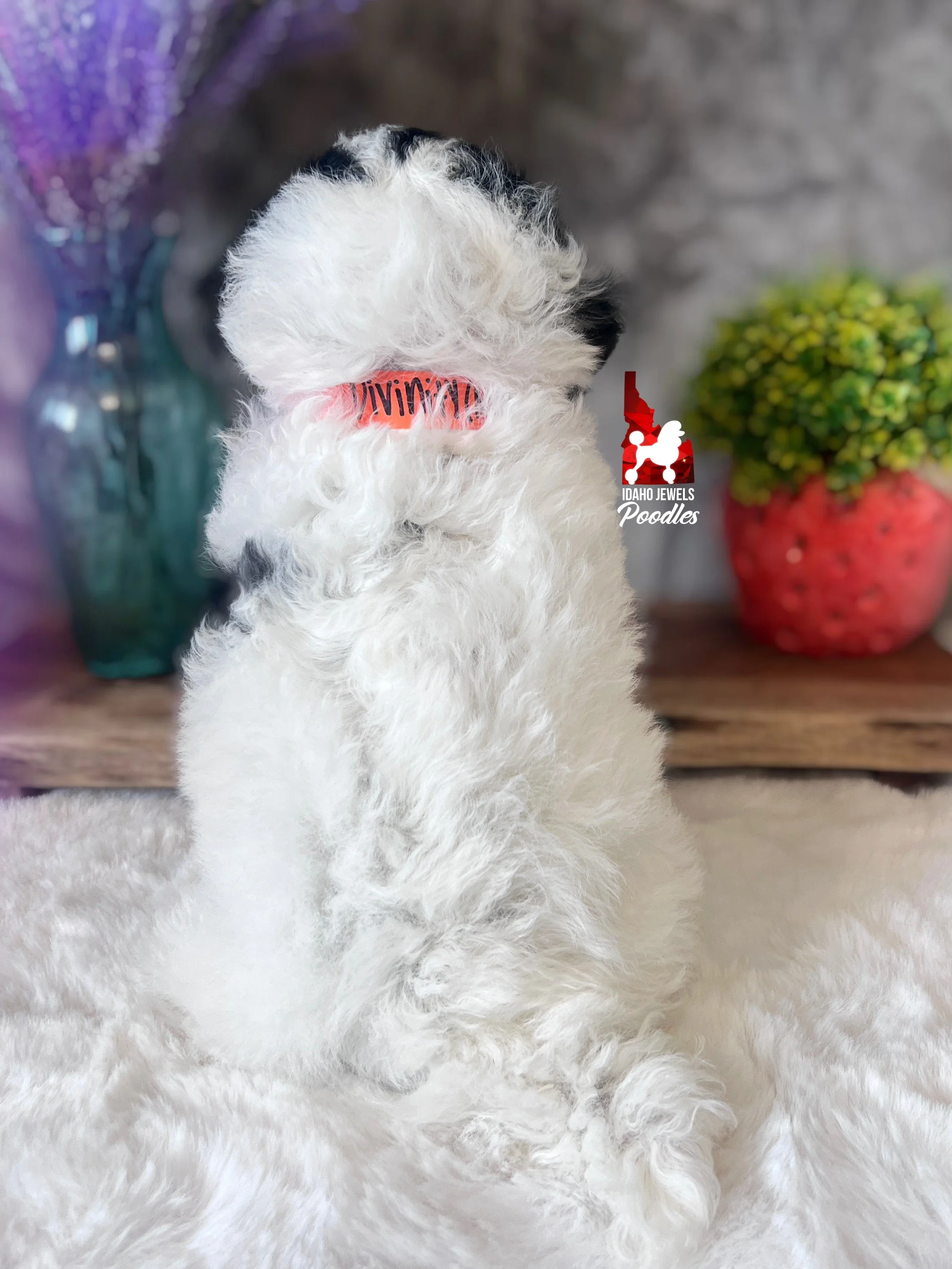 Divinity - 6 wks-6.jpg