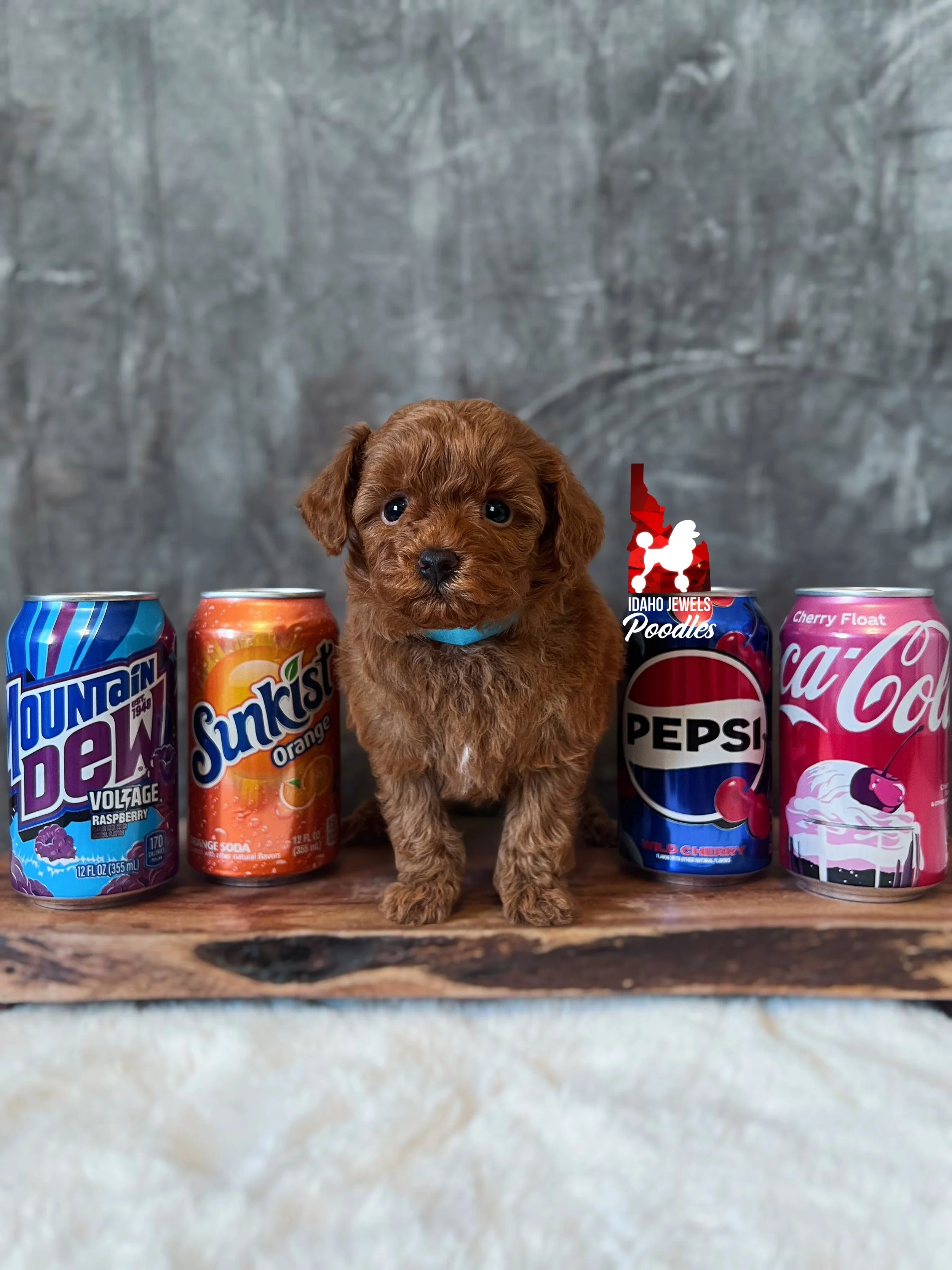 Soda - 6 wks (2).jpg