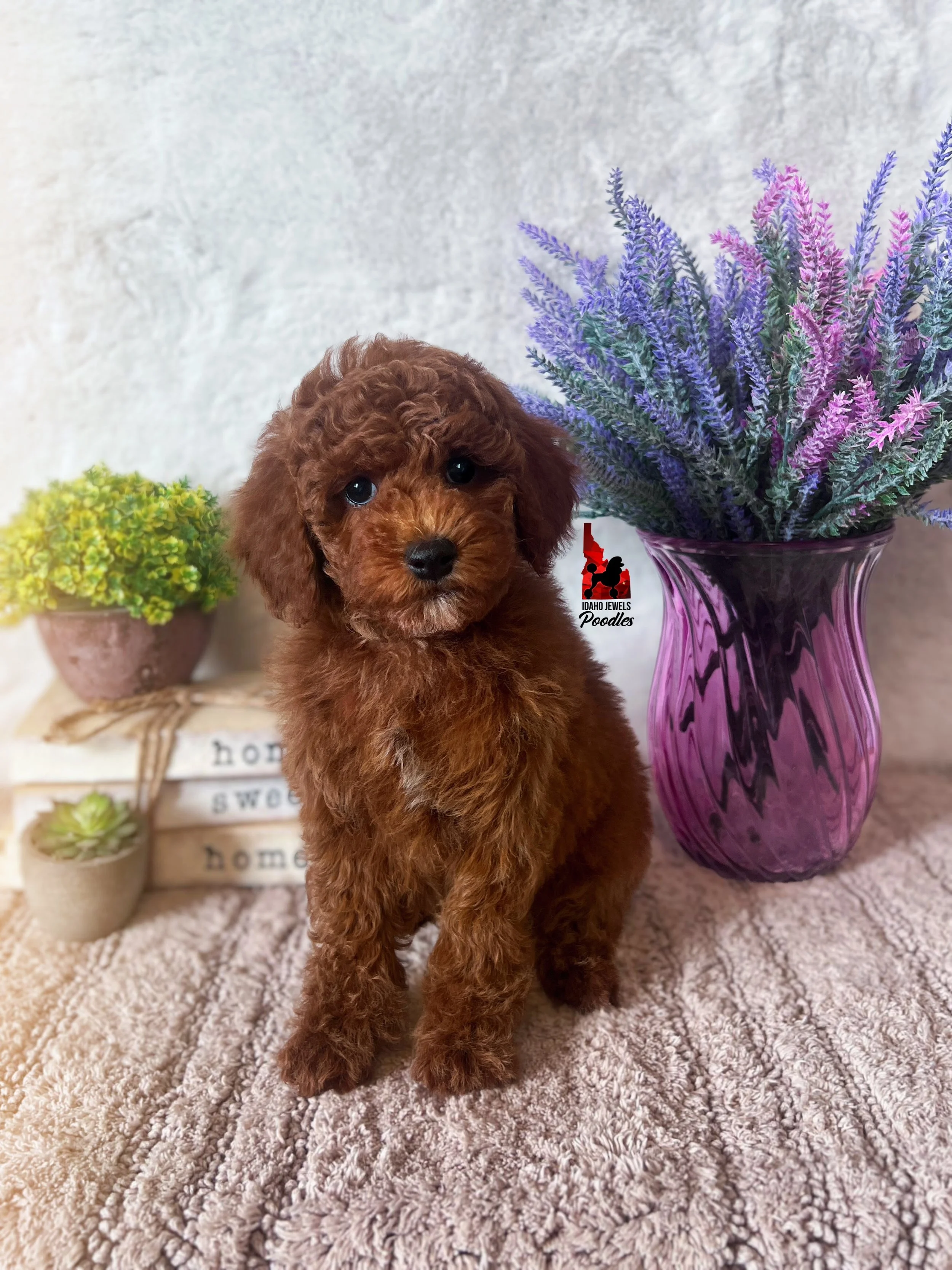 Biscuit, Red Mini Poodle Boy~ Breeder or Pet