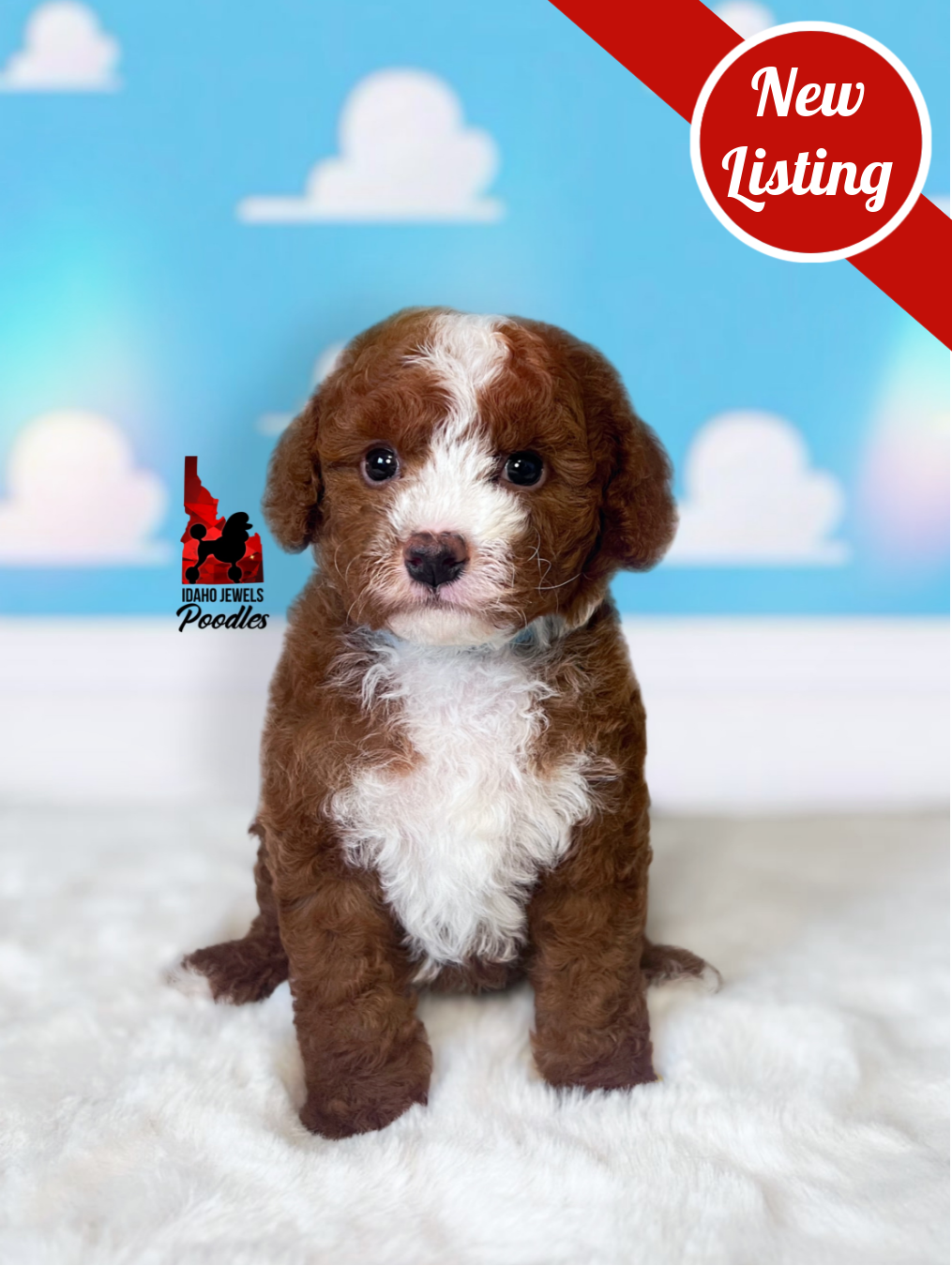 Woody, Red w/ White Small Moyen Poodle Boy~ Pet