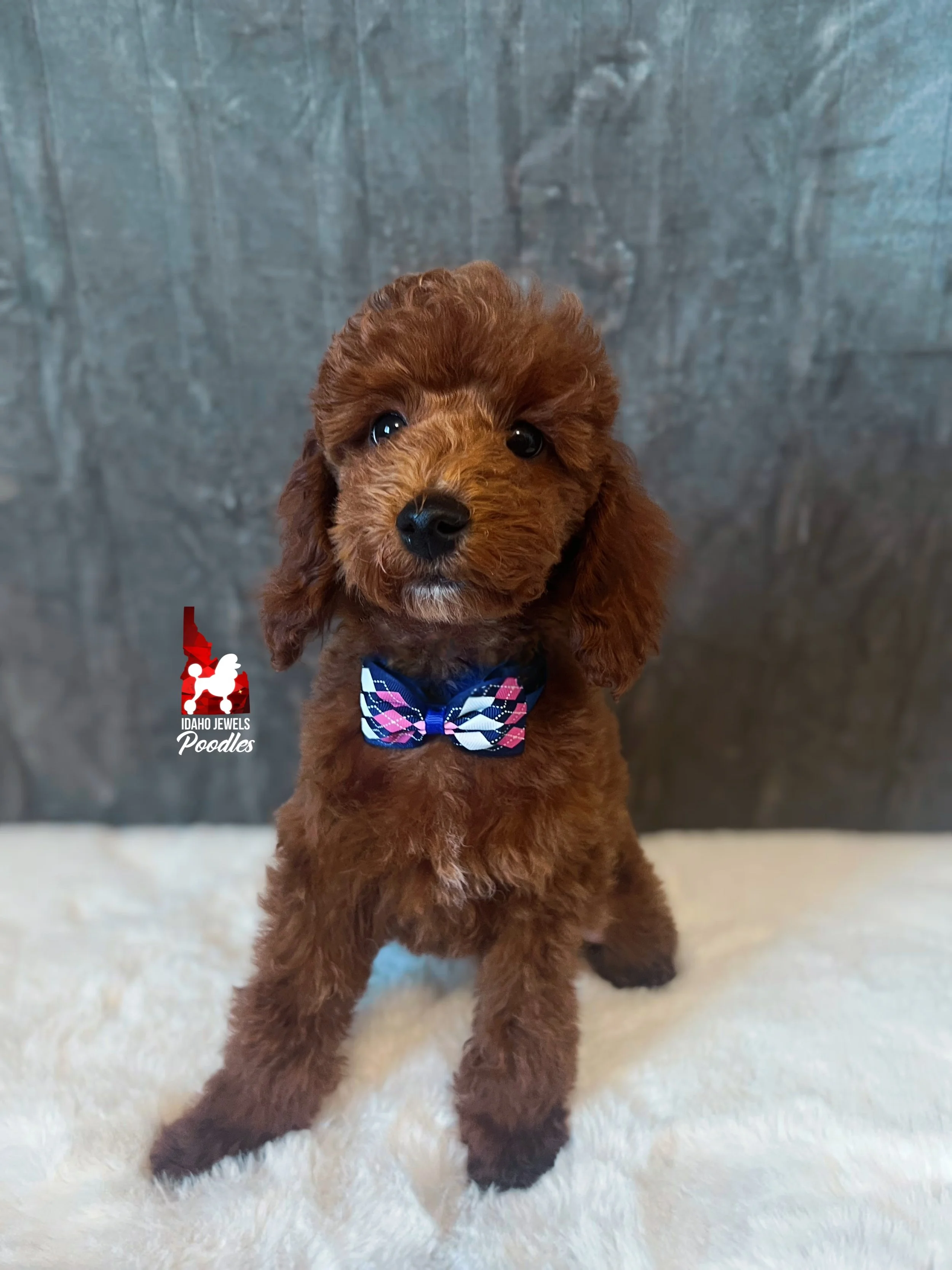 Biscuit, Red Mini Poodle Boy ~ Breeder or Pet