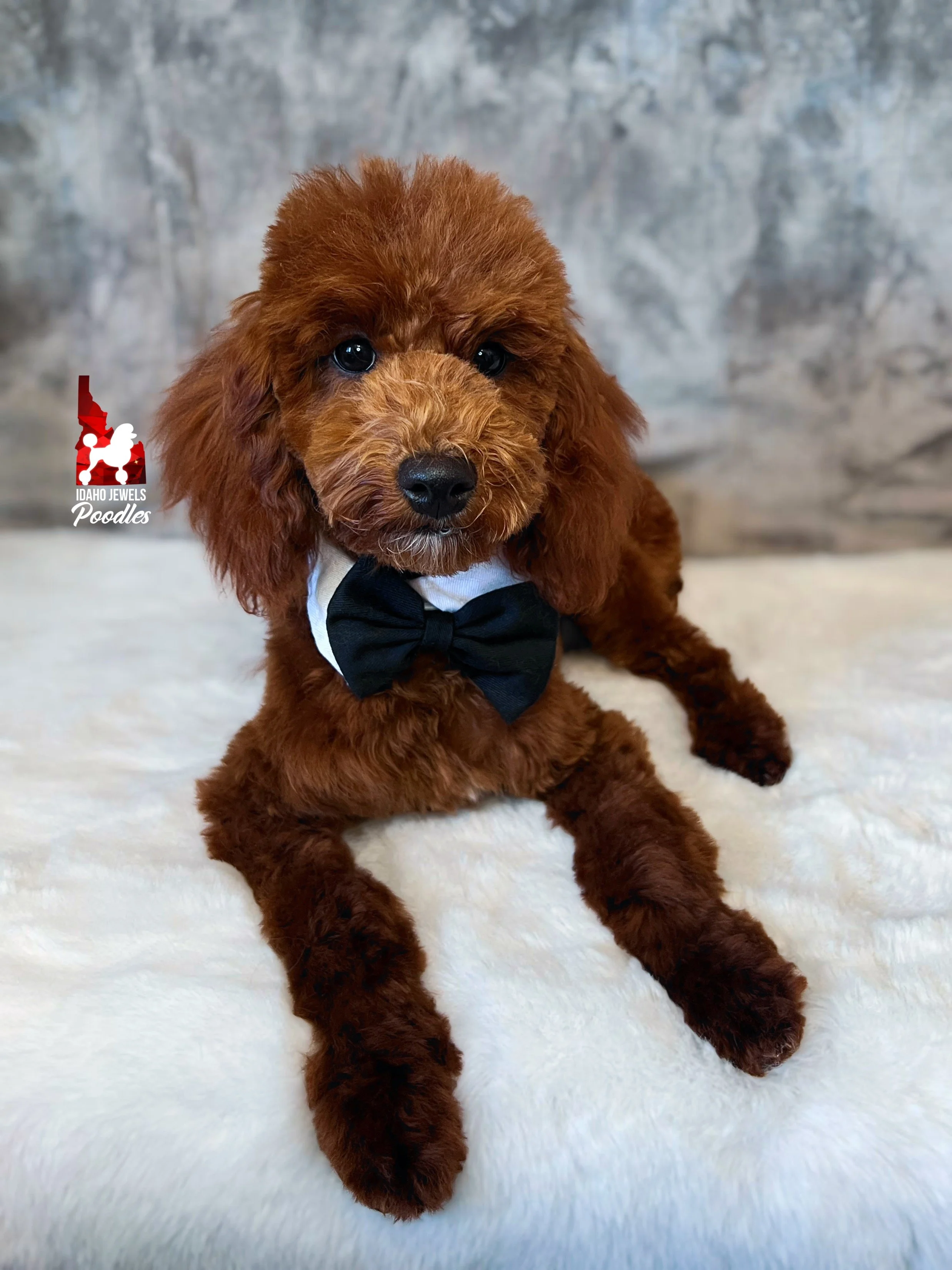 Biscuit - 20 wks-3.jpg
