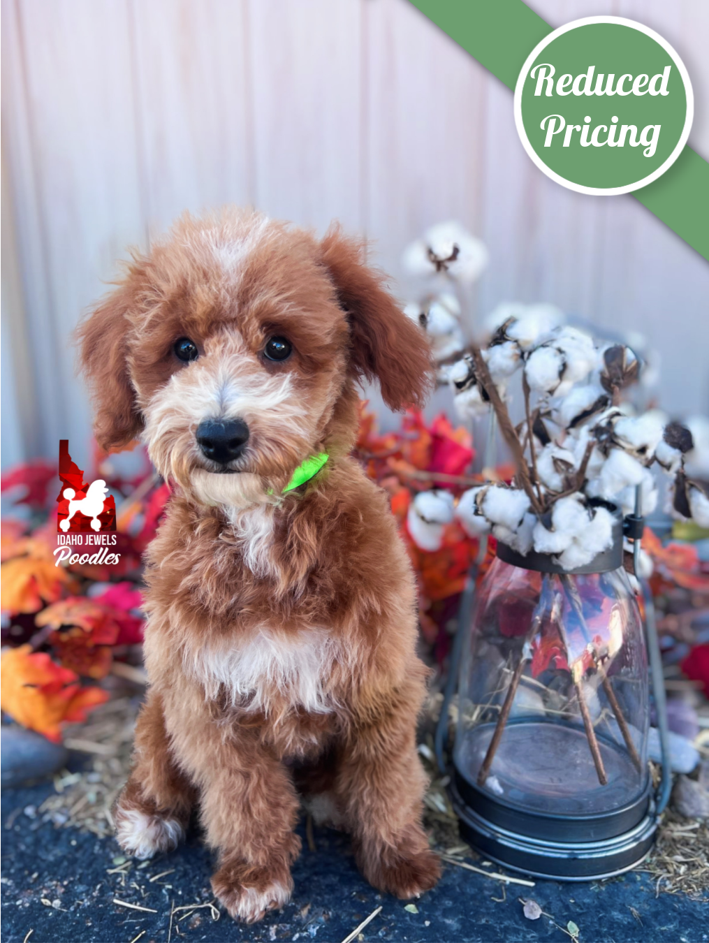 Cruise, Red/Apricot w/ White Mini Poodle Boy~ Pet