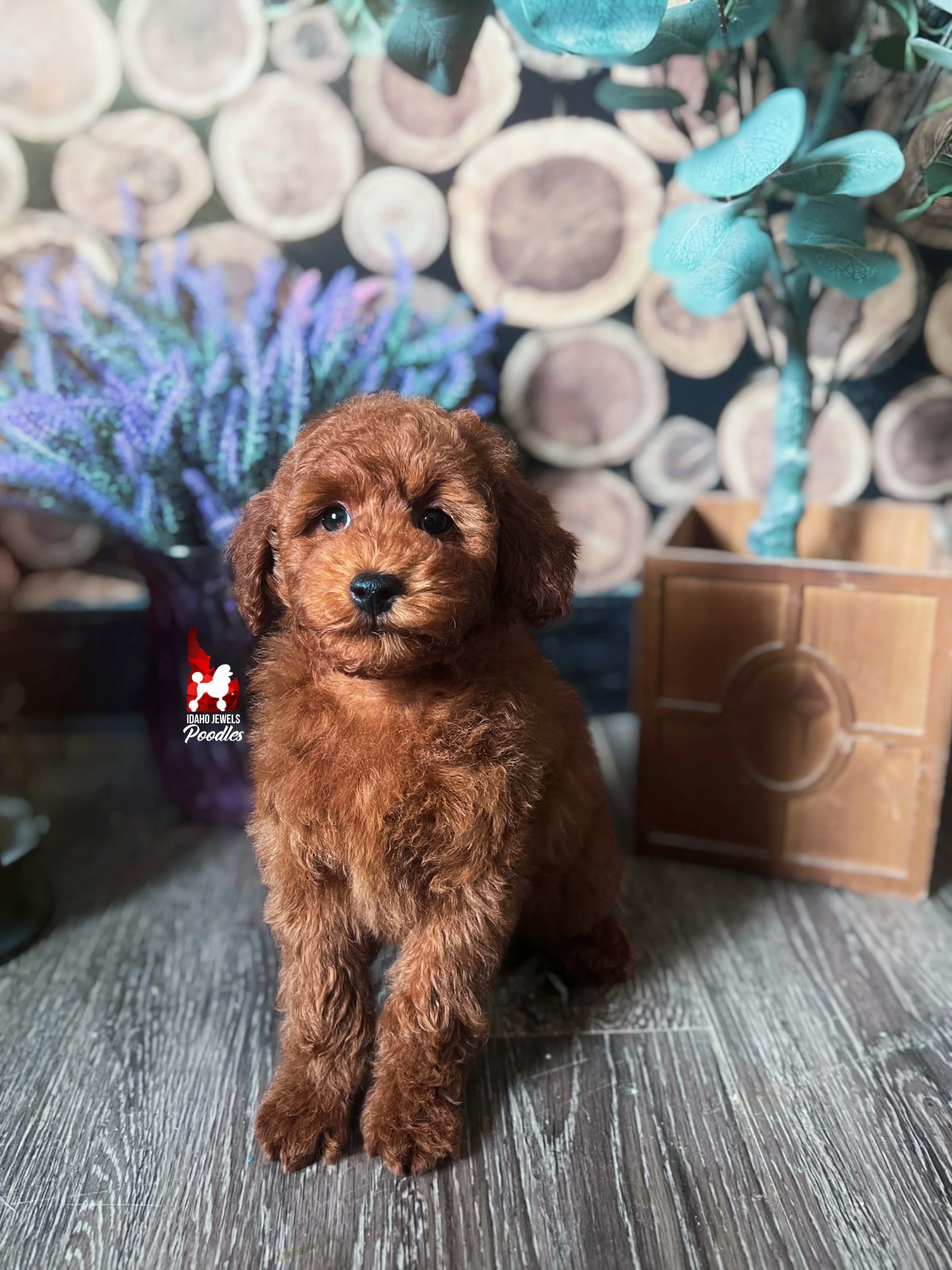 Toffee, Red Small Mini Poodle Boy~ Pet