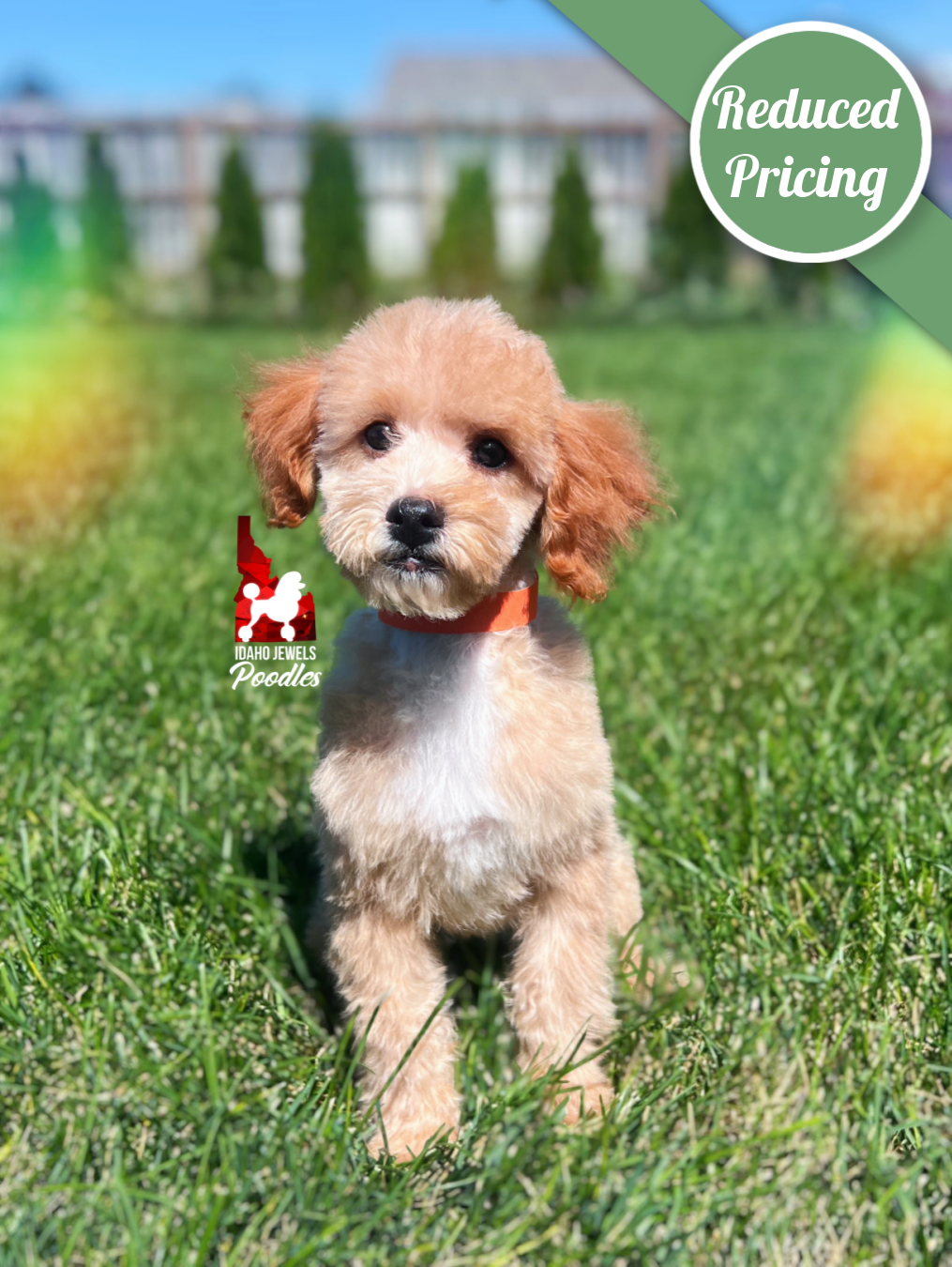Cascade, Red/Apricot w/ White Small Mini Poodle Girl~ Pet