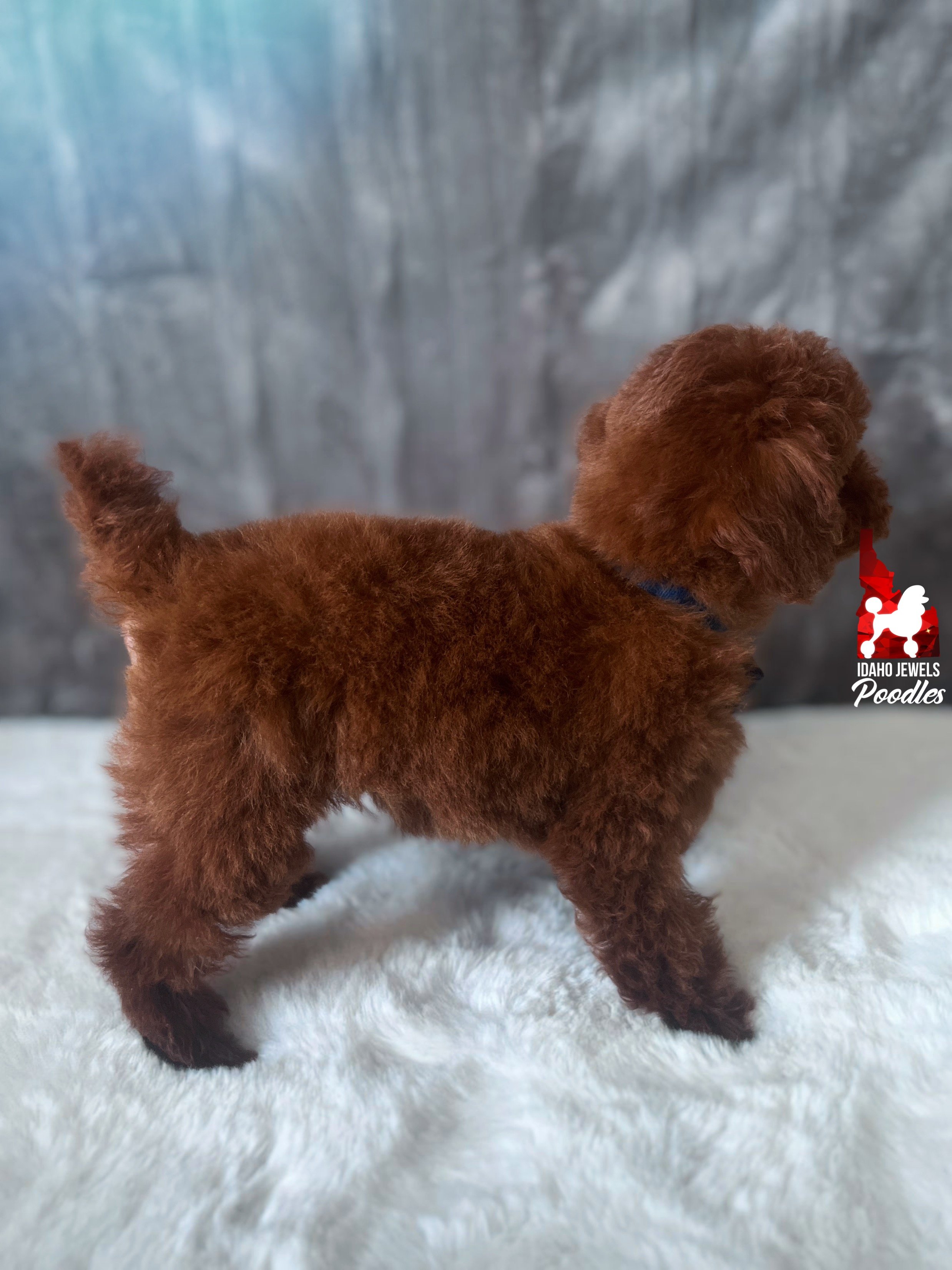 Balto - 12 wks-5.jpg