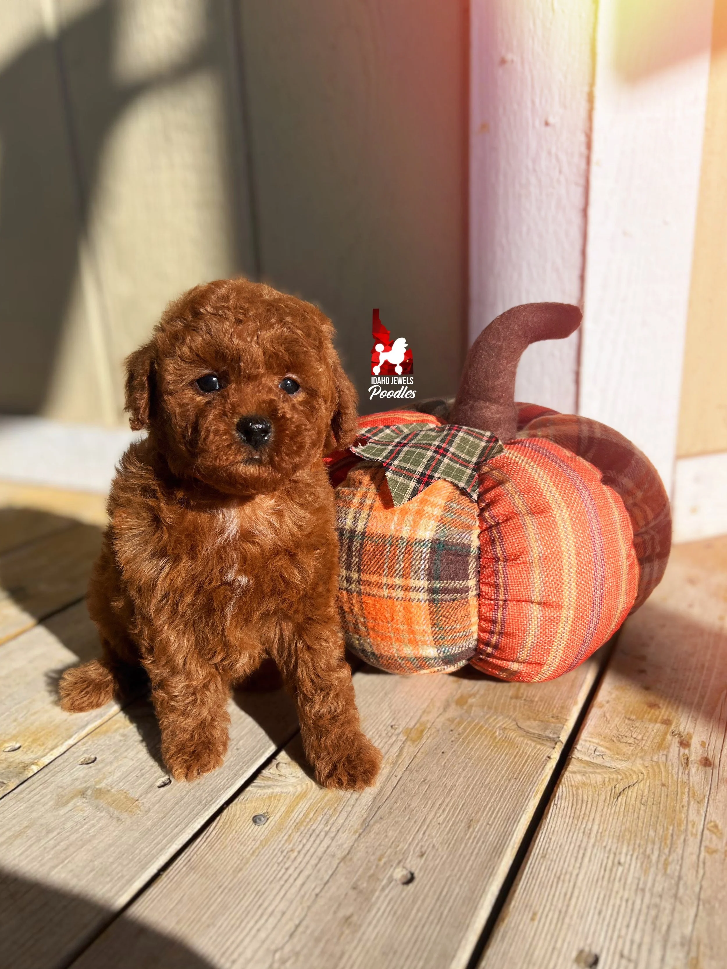 Moana - 6 wks (2).jpeg