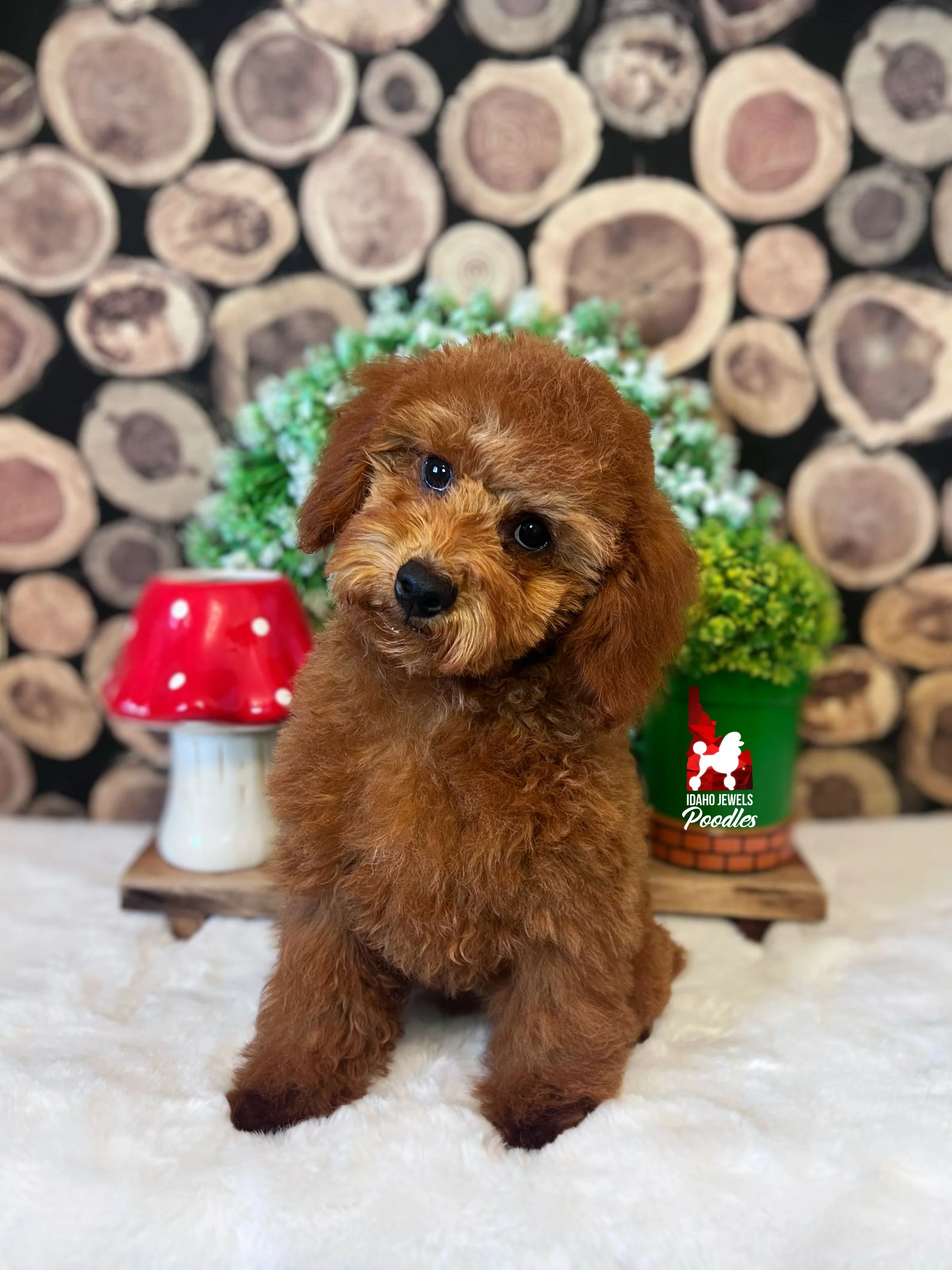 Mario - 16 wks-1.jpg