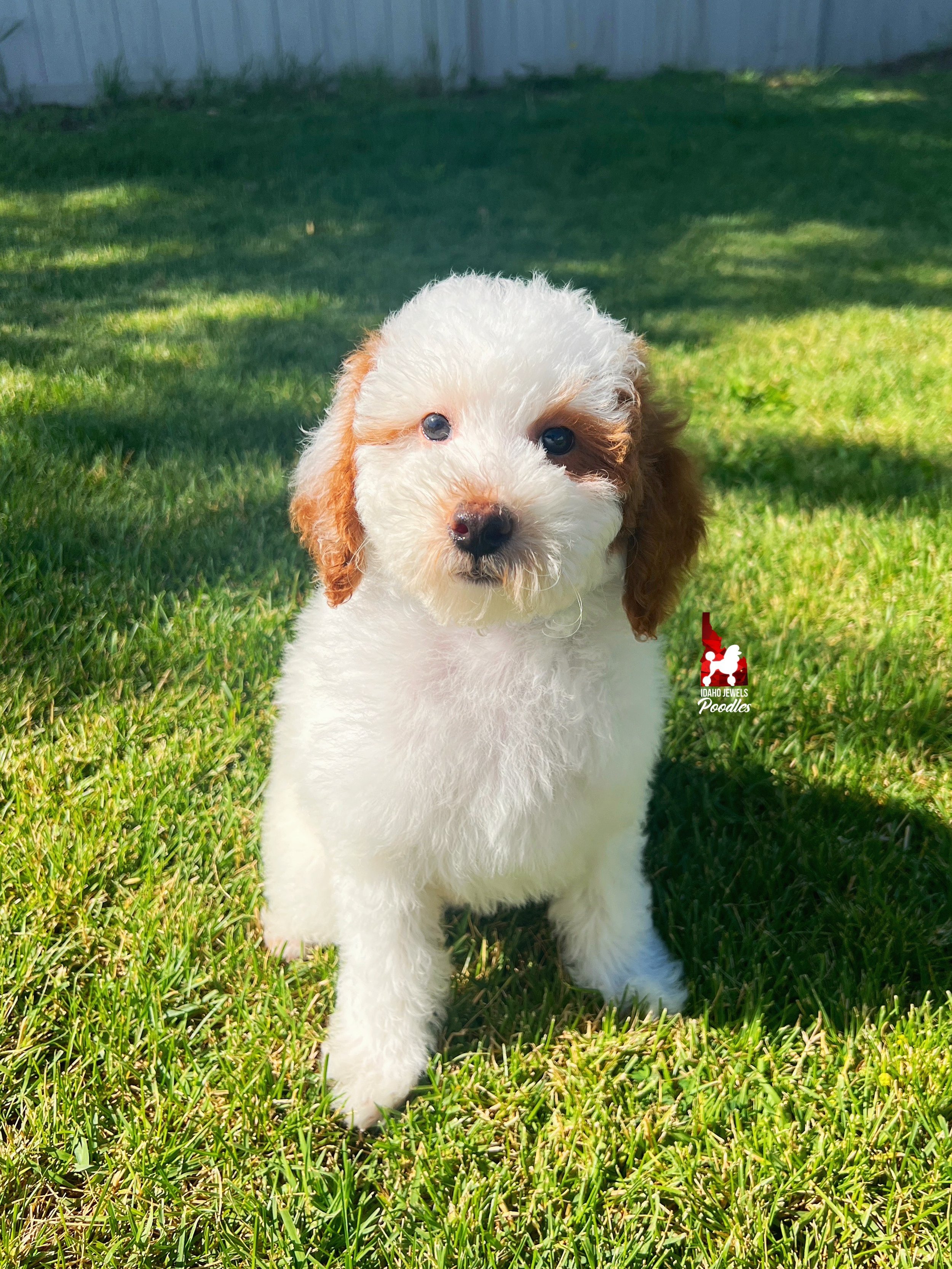 Bingo - 12 wks.jpeg