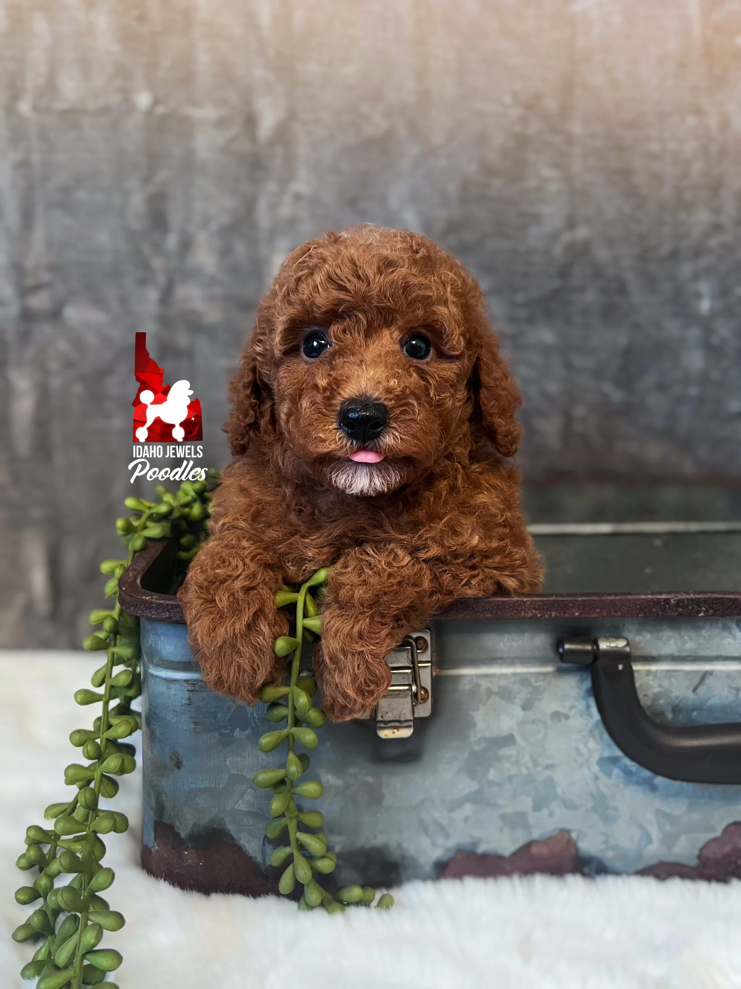 Ava - 6 wks-2.jpg