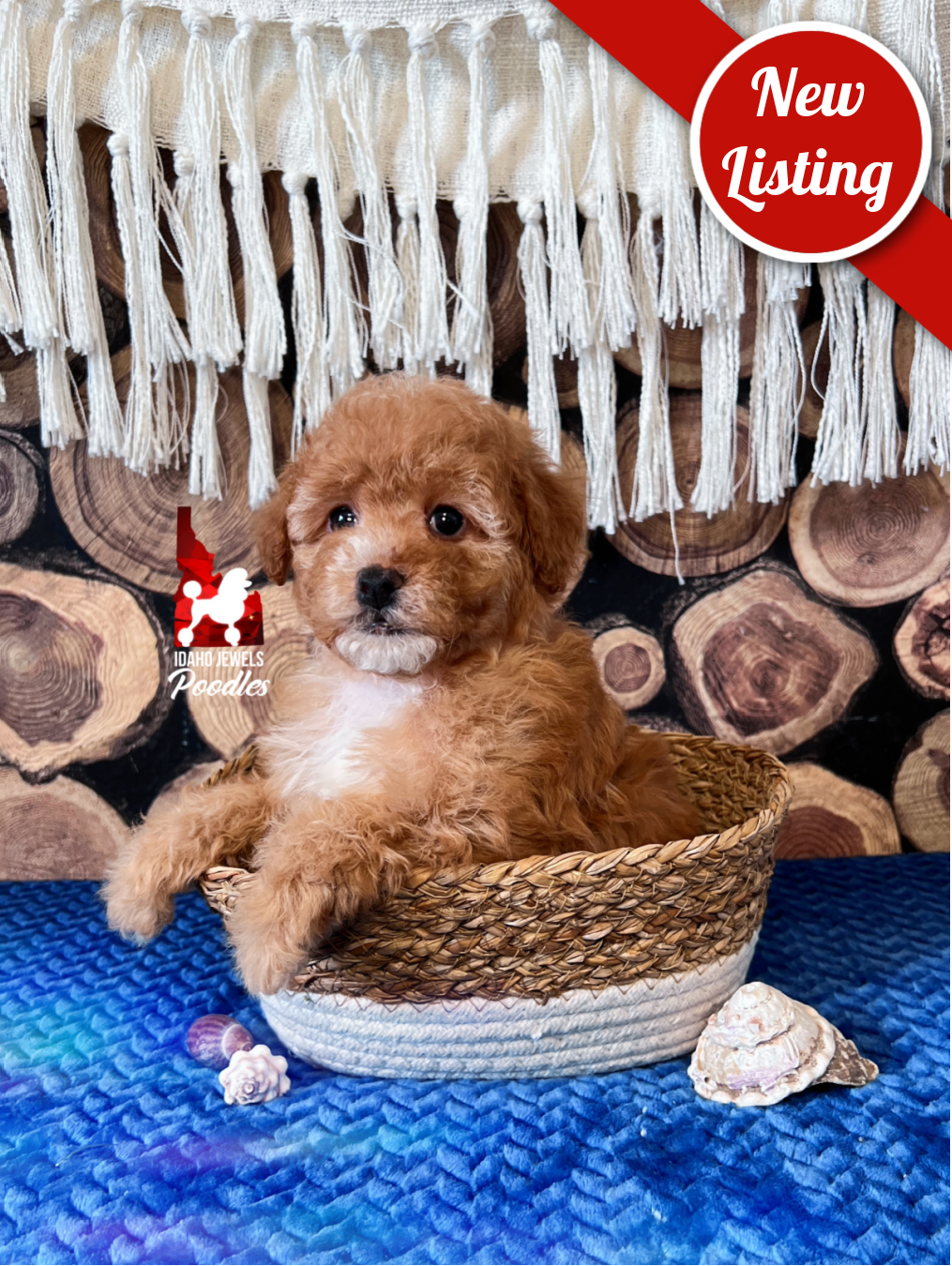 Cascade, Red/Apricot w/ White Small Mini Poodle Girl~ Pet