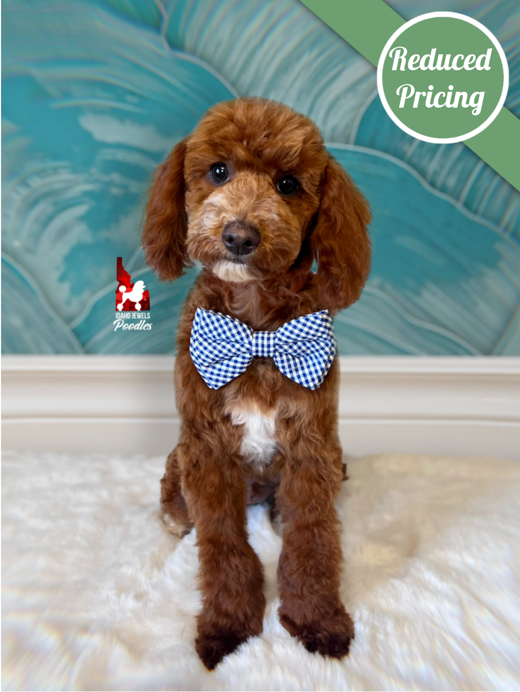 Lincoln, Red w/ White Mini Poodle Boy~ Pet