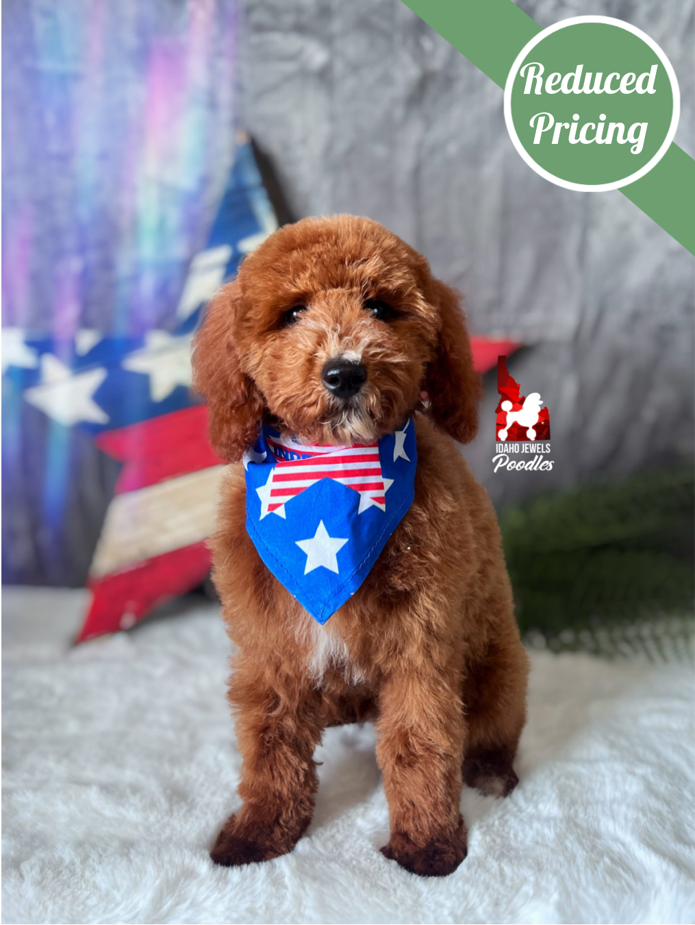Dallas, Red w/ White Mini Poodle Boy~ Pet