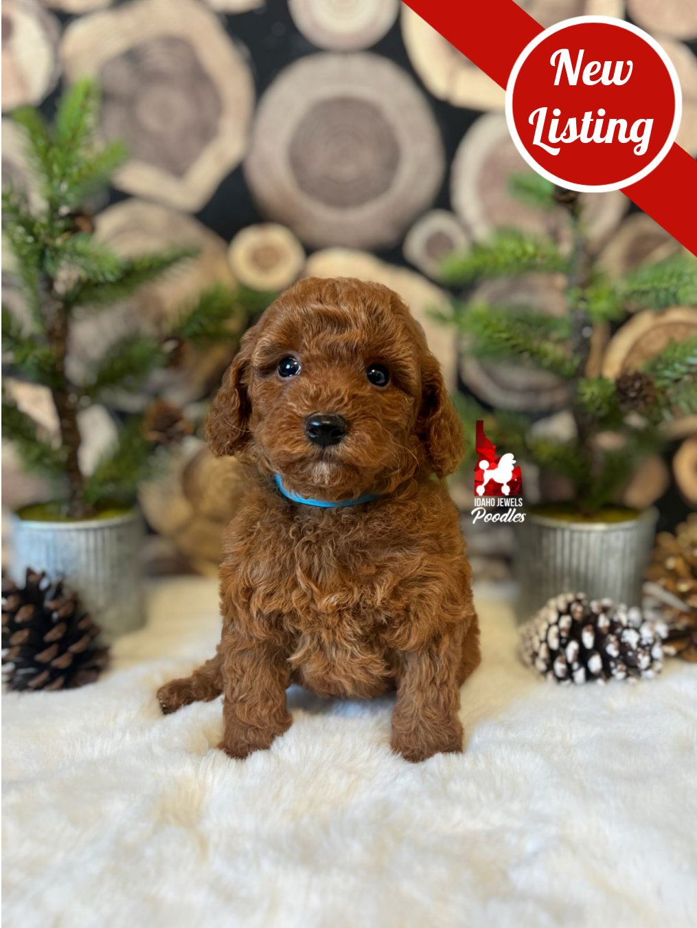 Finn, Red Mini Poodle Boy~ Pet