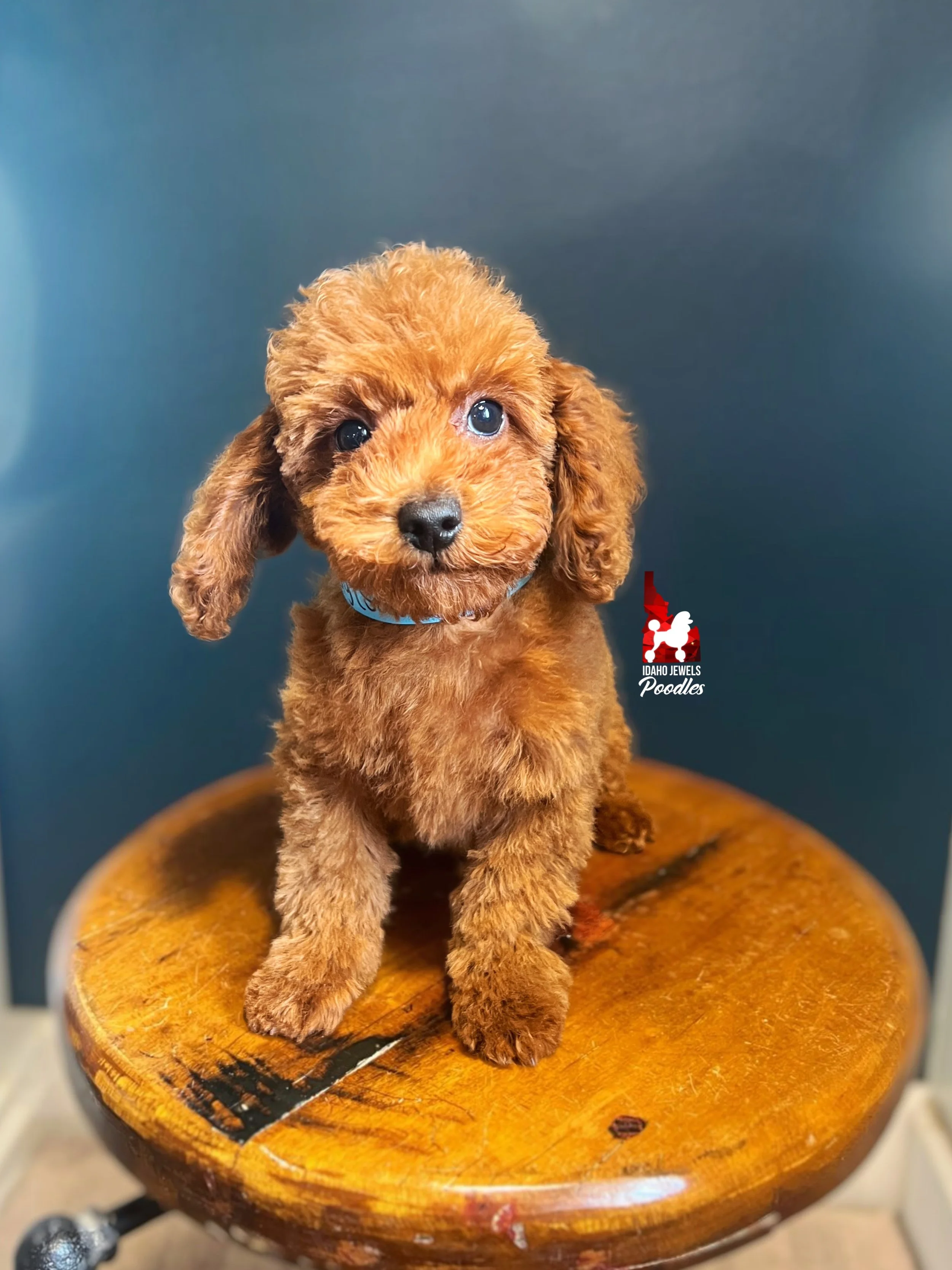 Buddy, Red Toy Poodle Boy ~ Pet