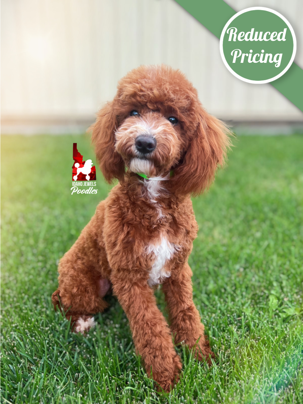 Florence, Red w/ White Large Mini Poodle Girl ~ Pet