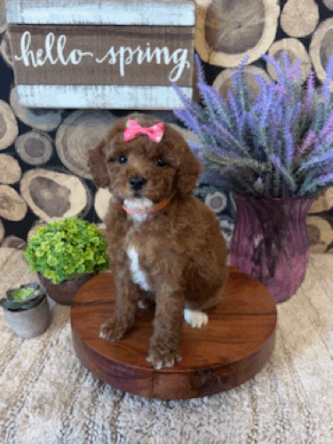 malibu 8 wk.gif