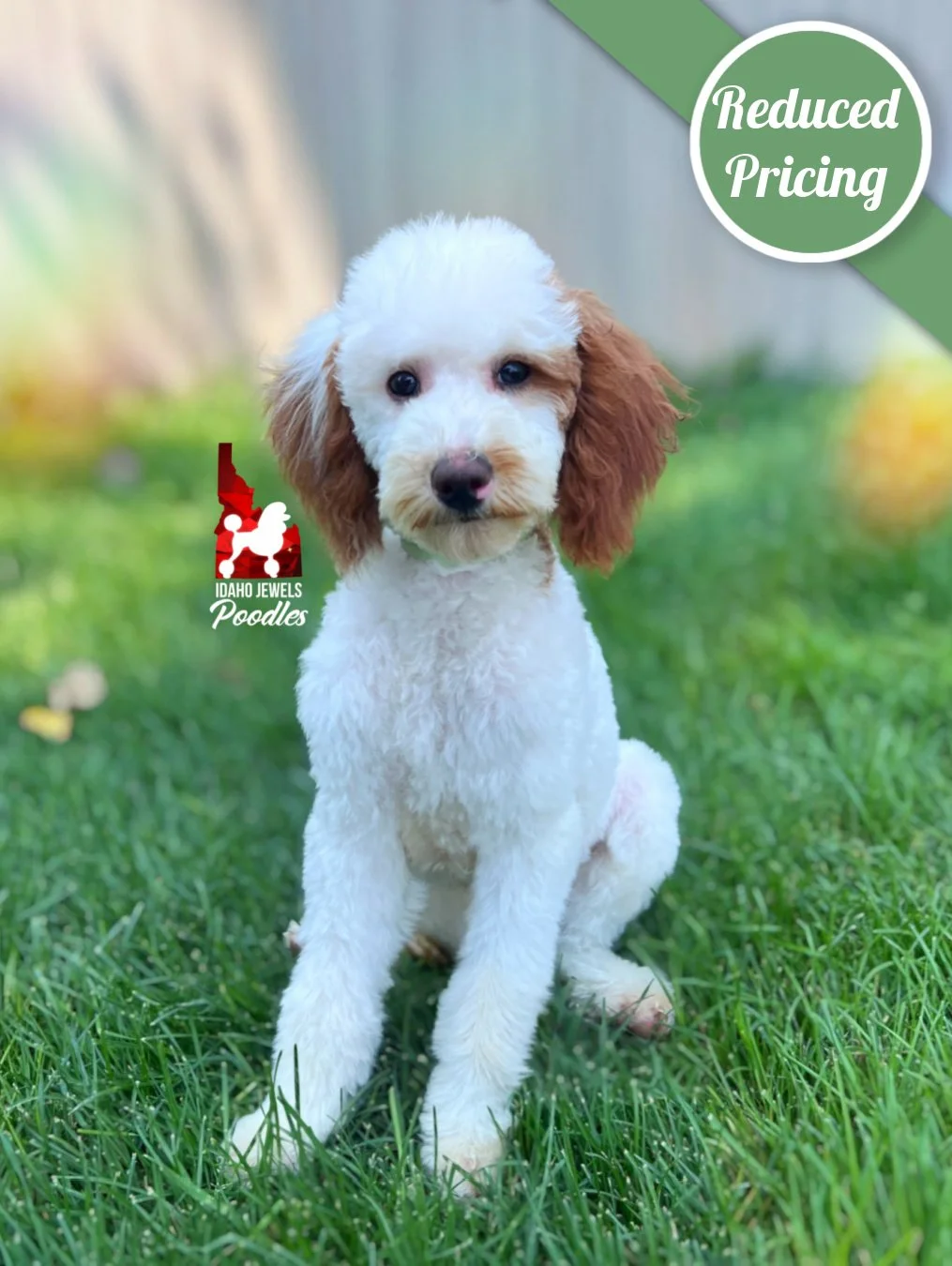 Nala, Red Parti Mini Poodle Girl~ Breeder or Pet