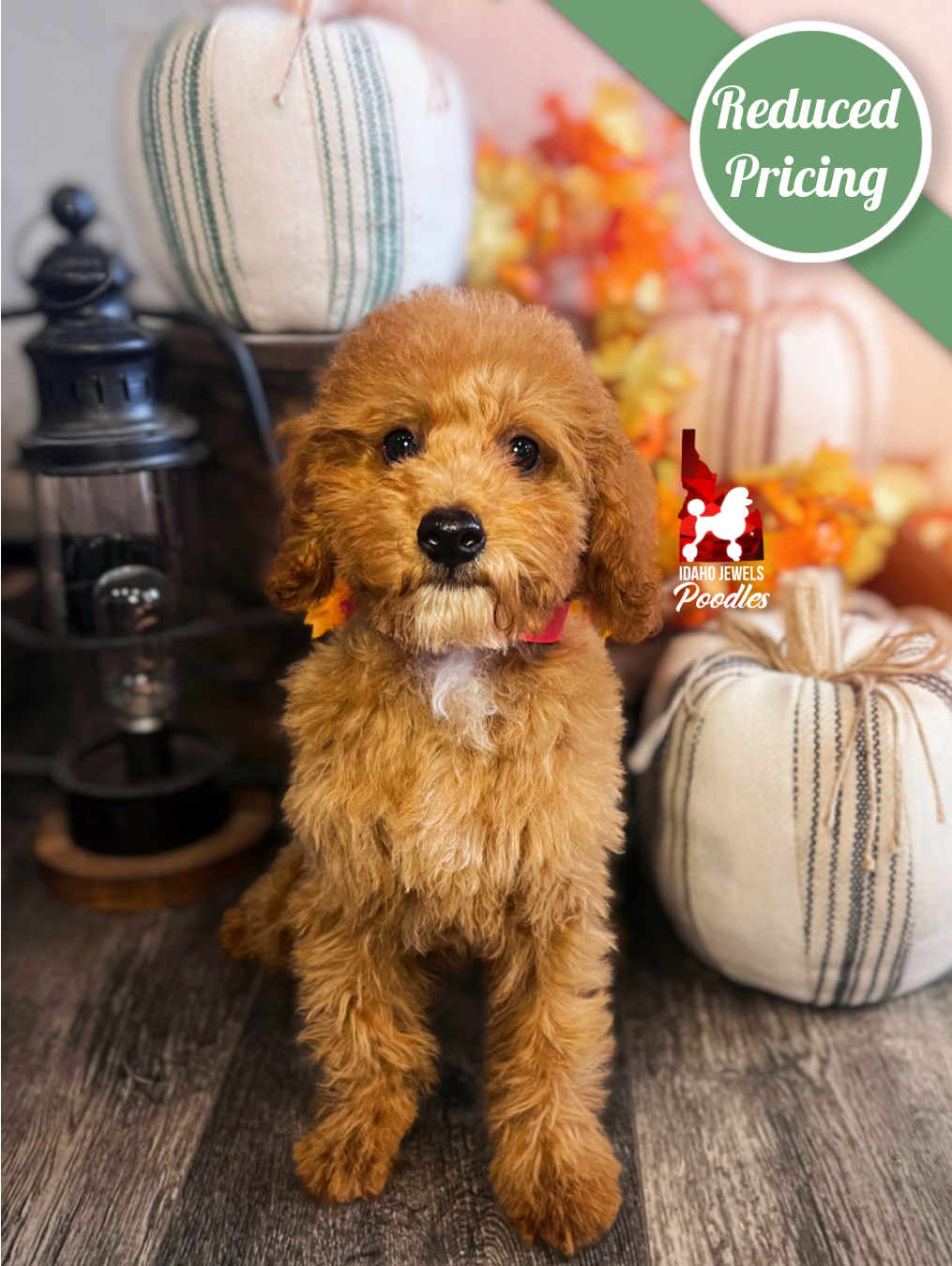 Bramble, Red Large Toy/Small Mini Poodle Boy~ Pet
