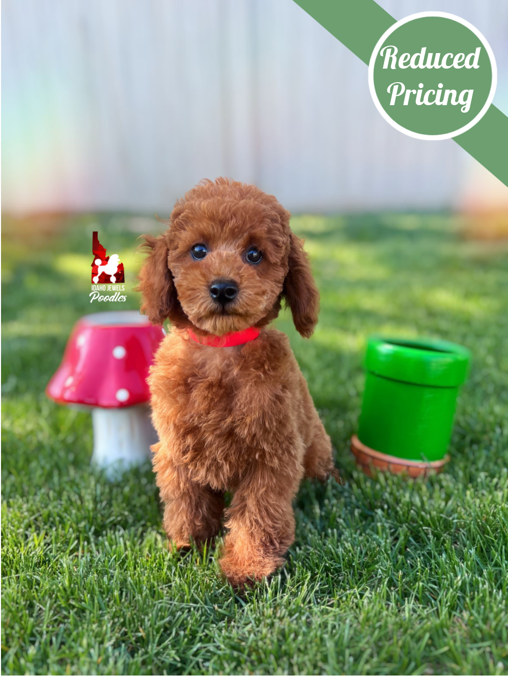 Mario, Red Mini Poodle Boy~ Breeder or Pet