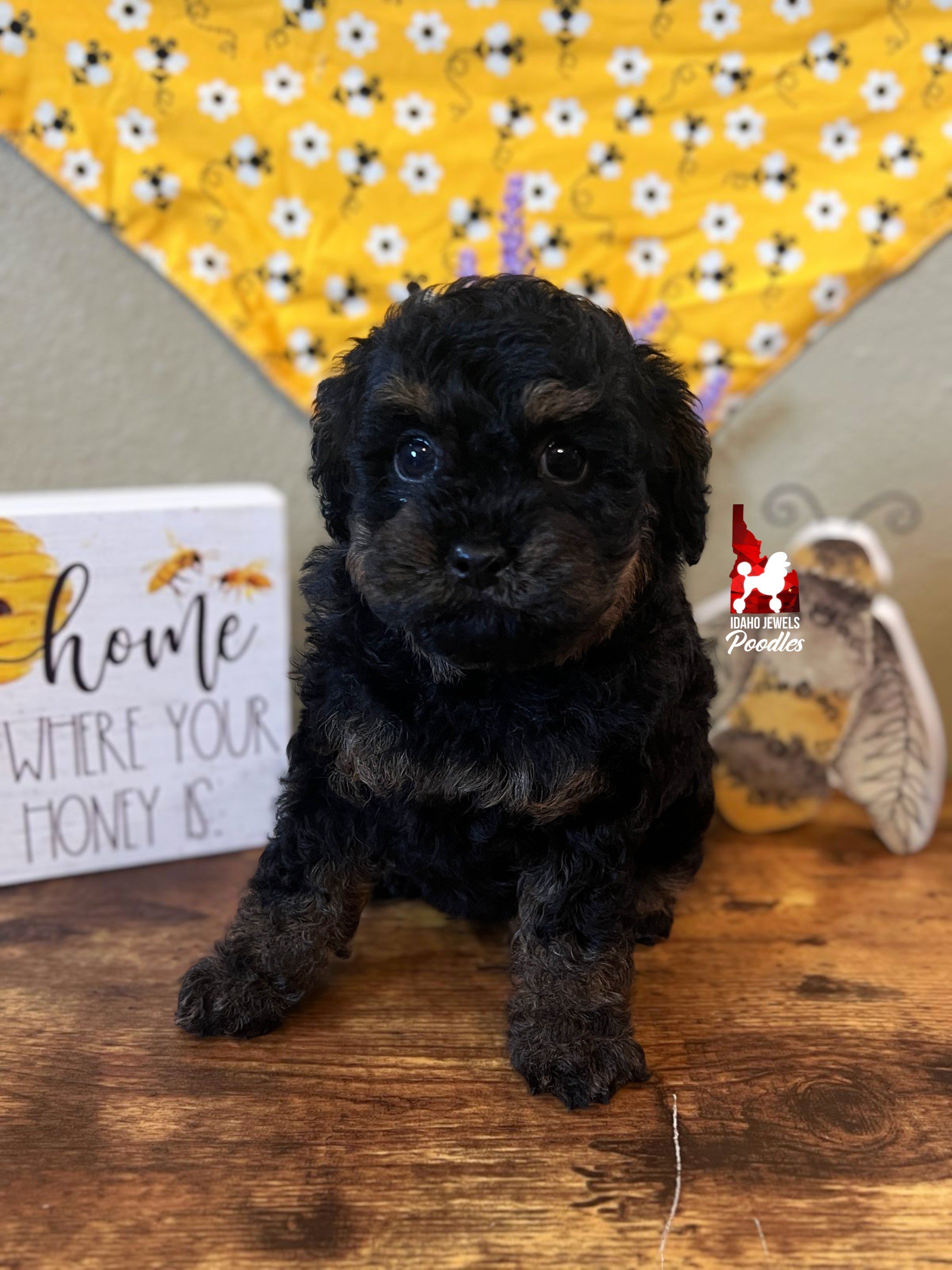 Glitter - 6 wks.jpeg