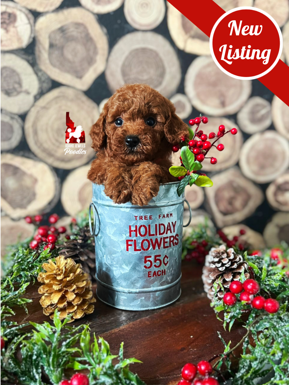 Rudy - New Listing Badge.png